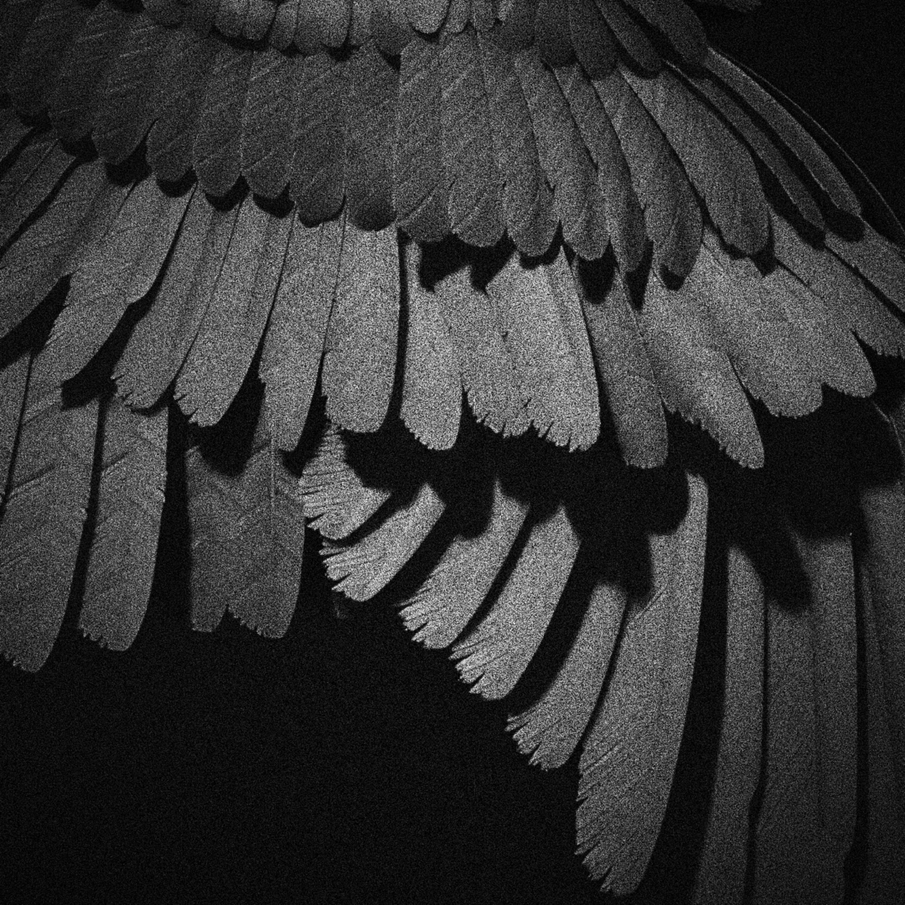 Raven artwork