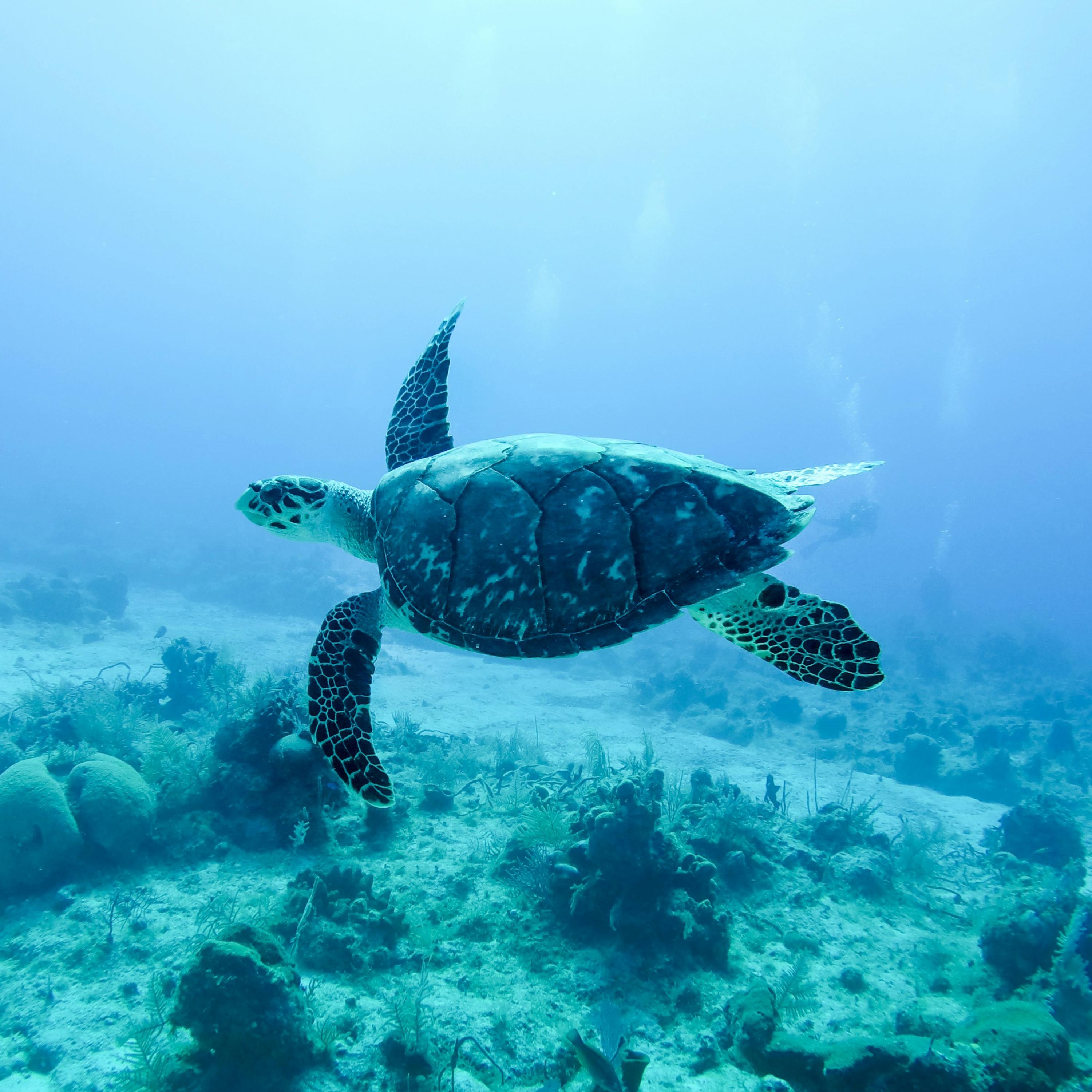 The Green Sea Turtle artwork