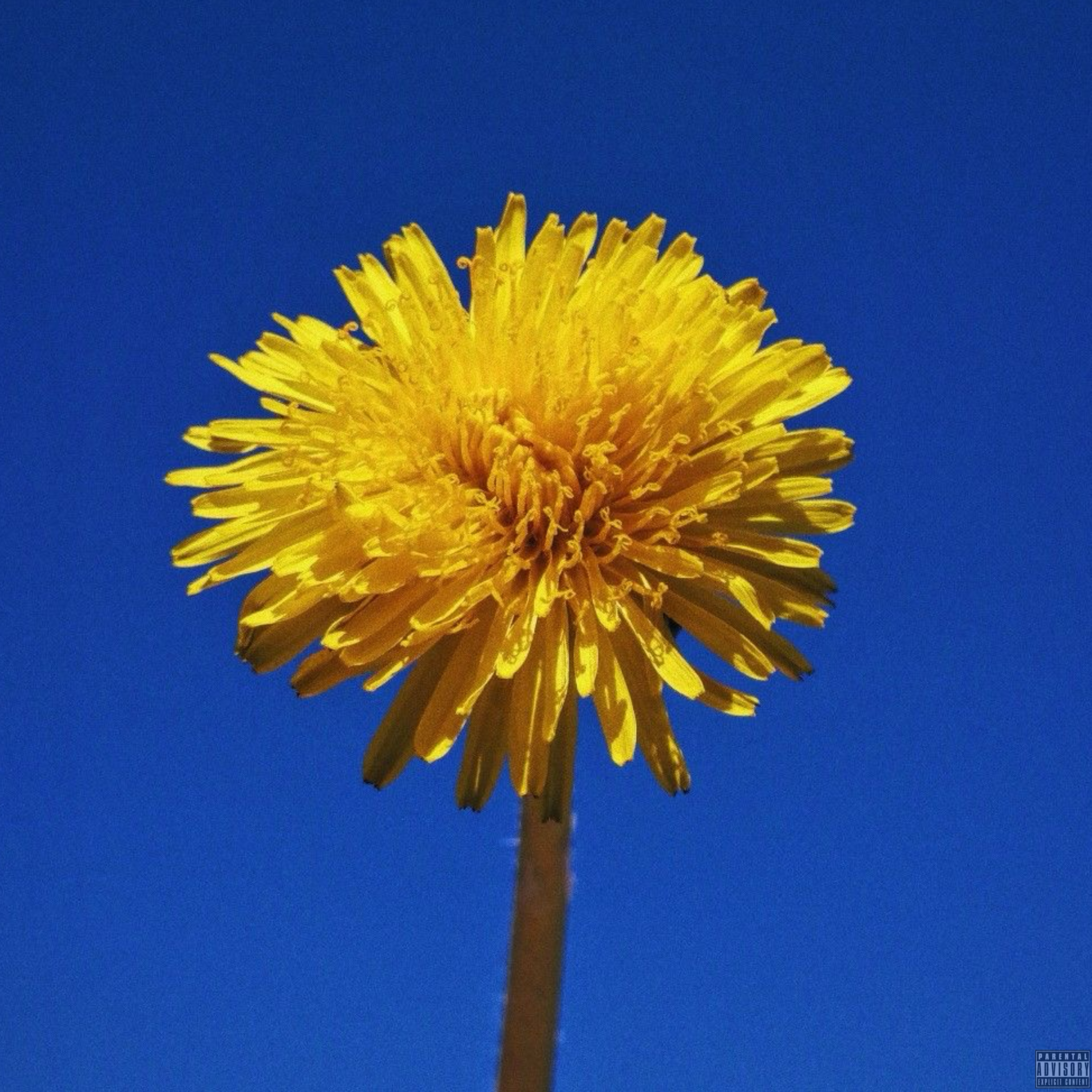 The Yellow In The Wildflower artwork