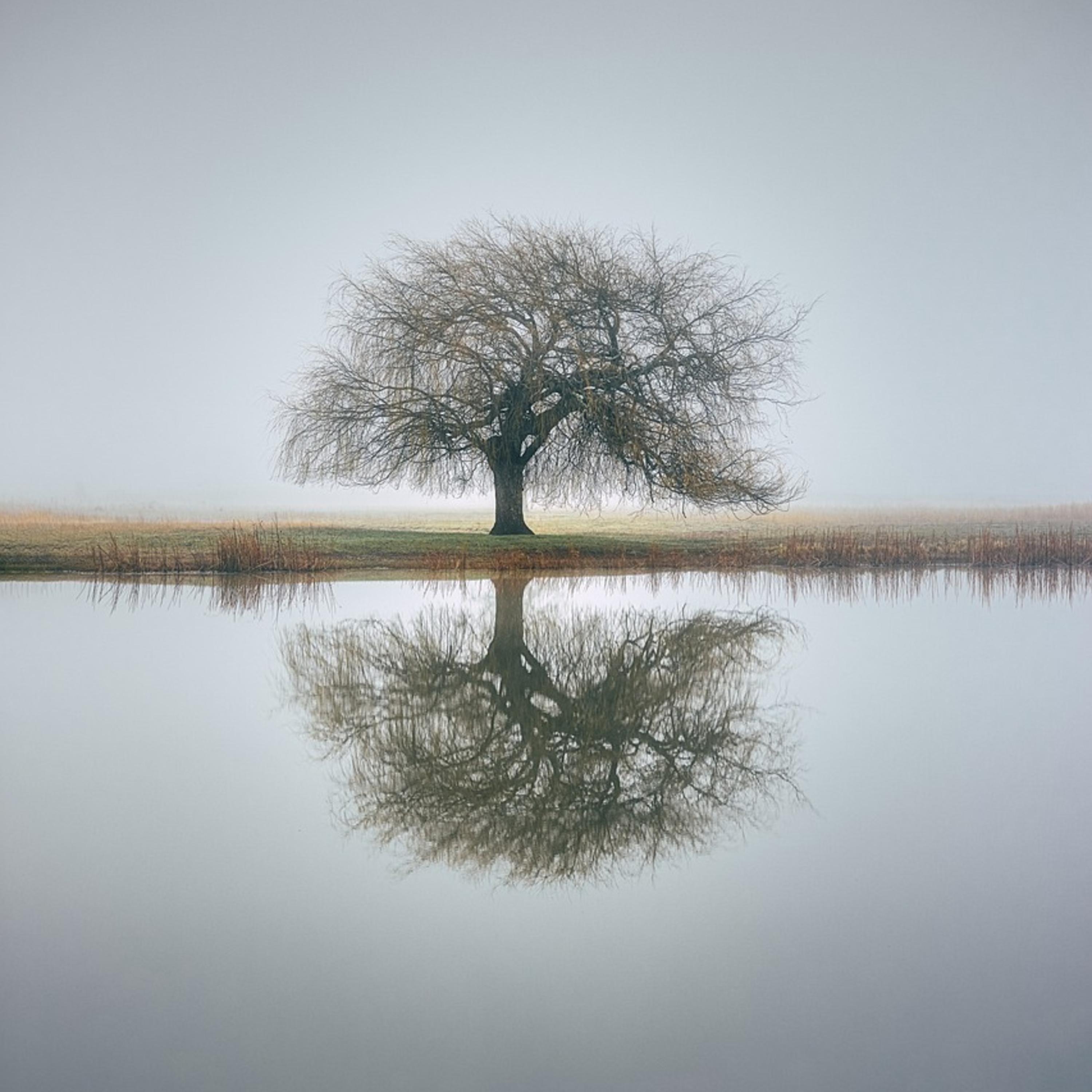 TREE THAT’S INSIDE ME artwork
