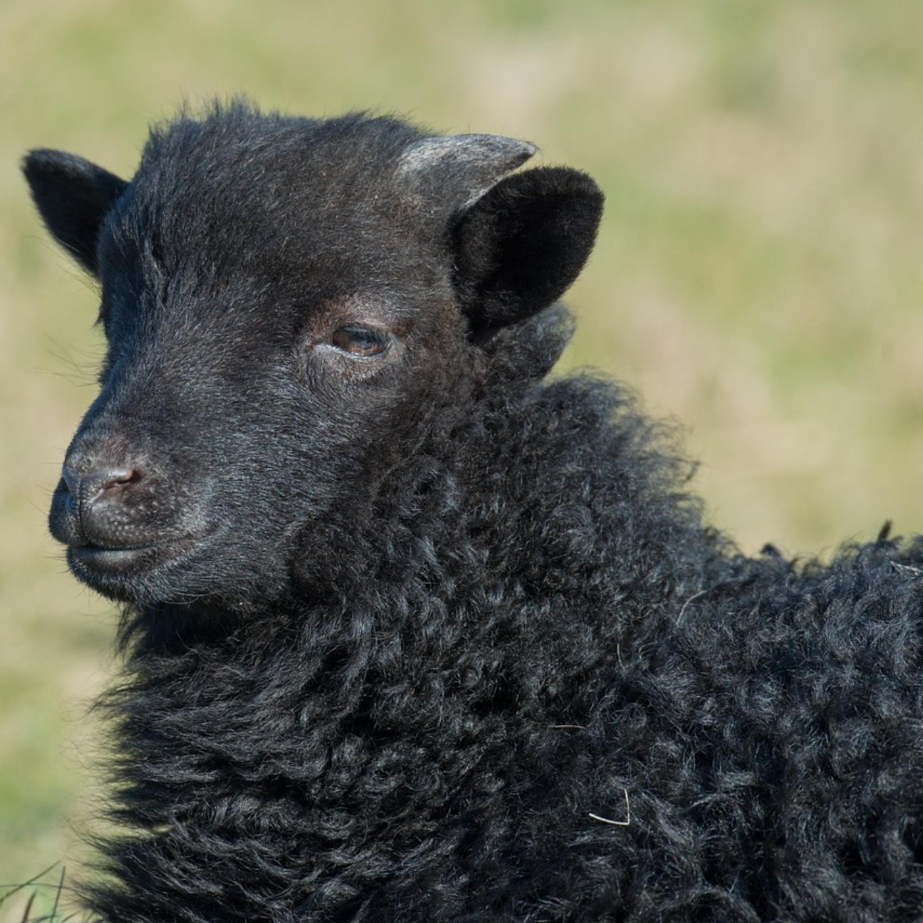 black Sheep artwork