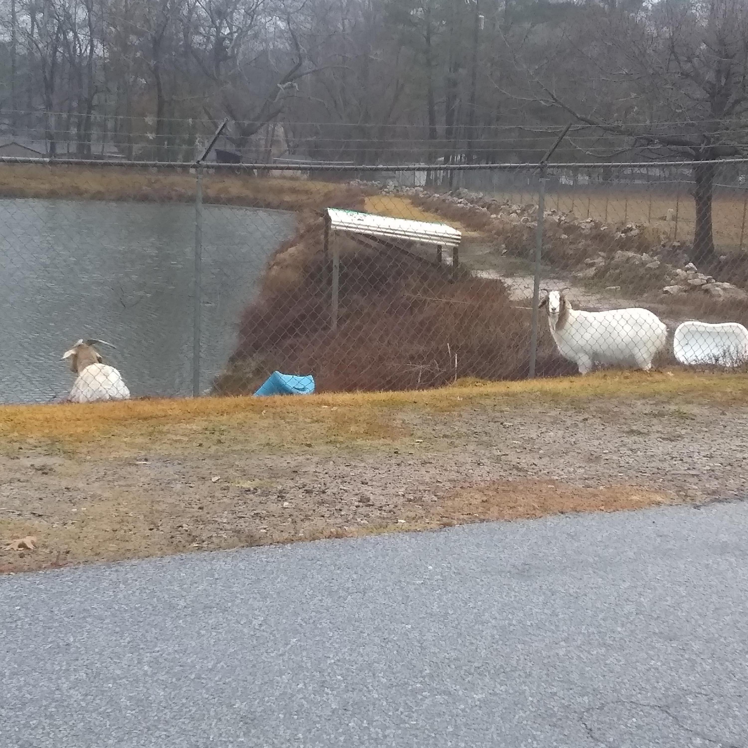 Girl Like Me artwork