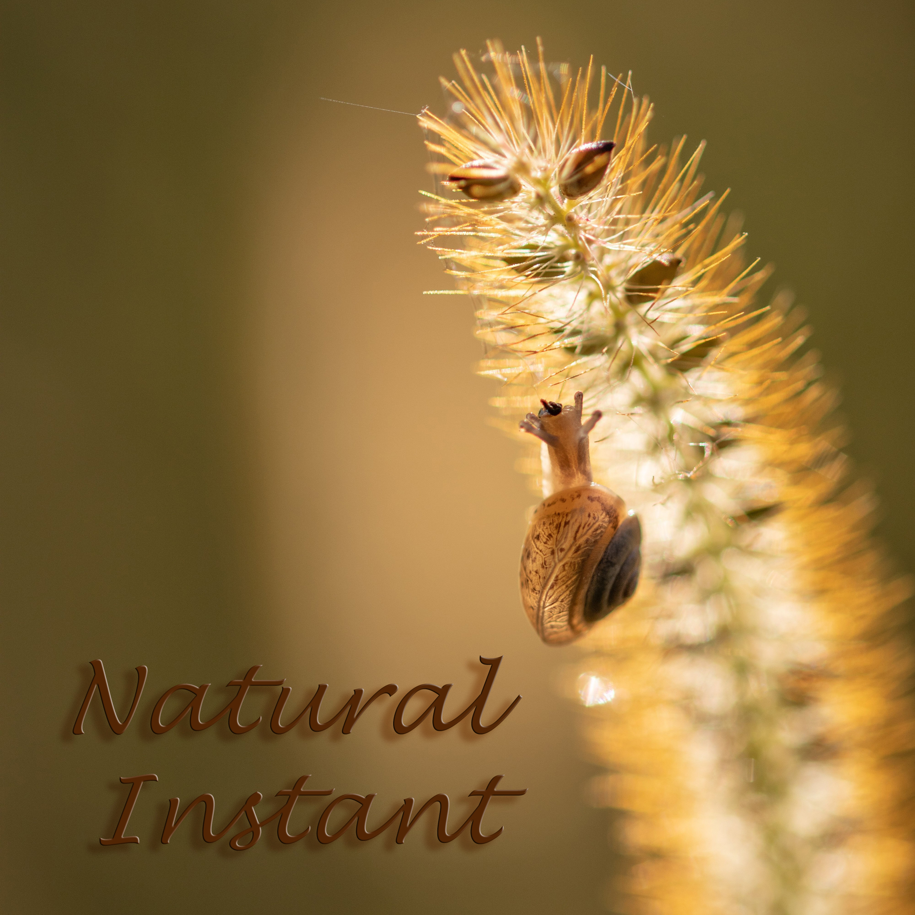 Natural Instant by Eugenia Lofi cover art