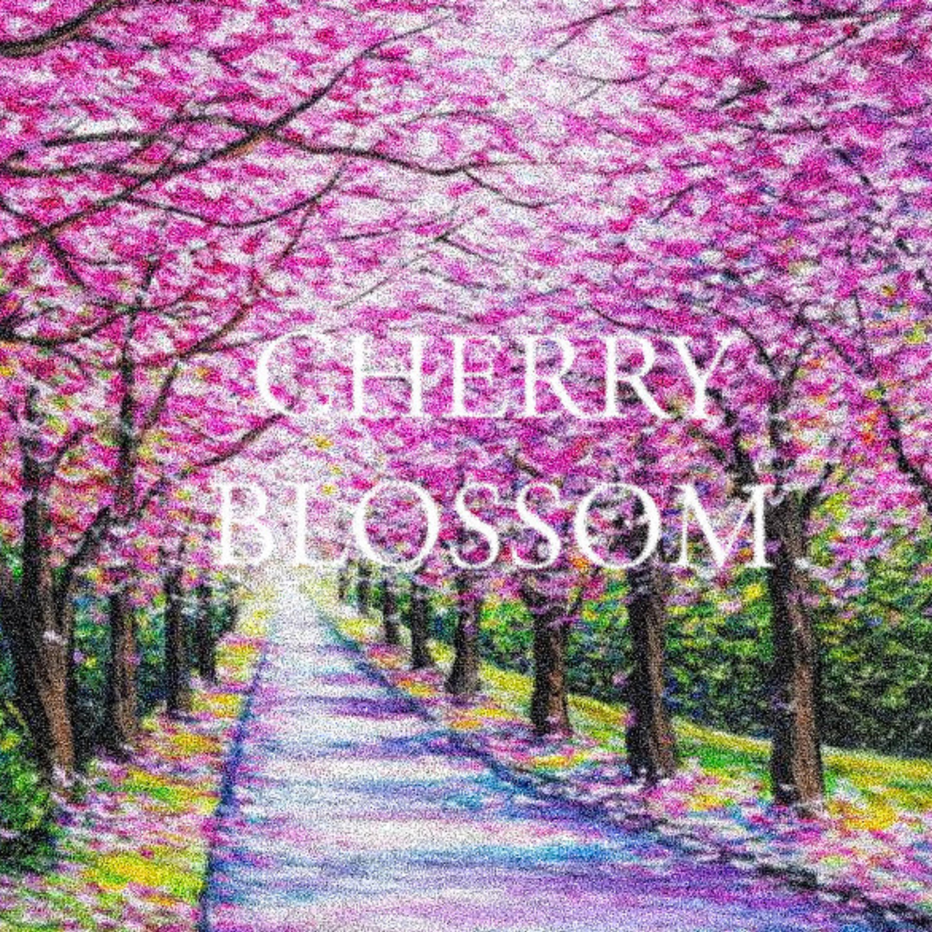 Cherry Blossom artwork