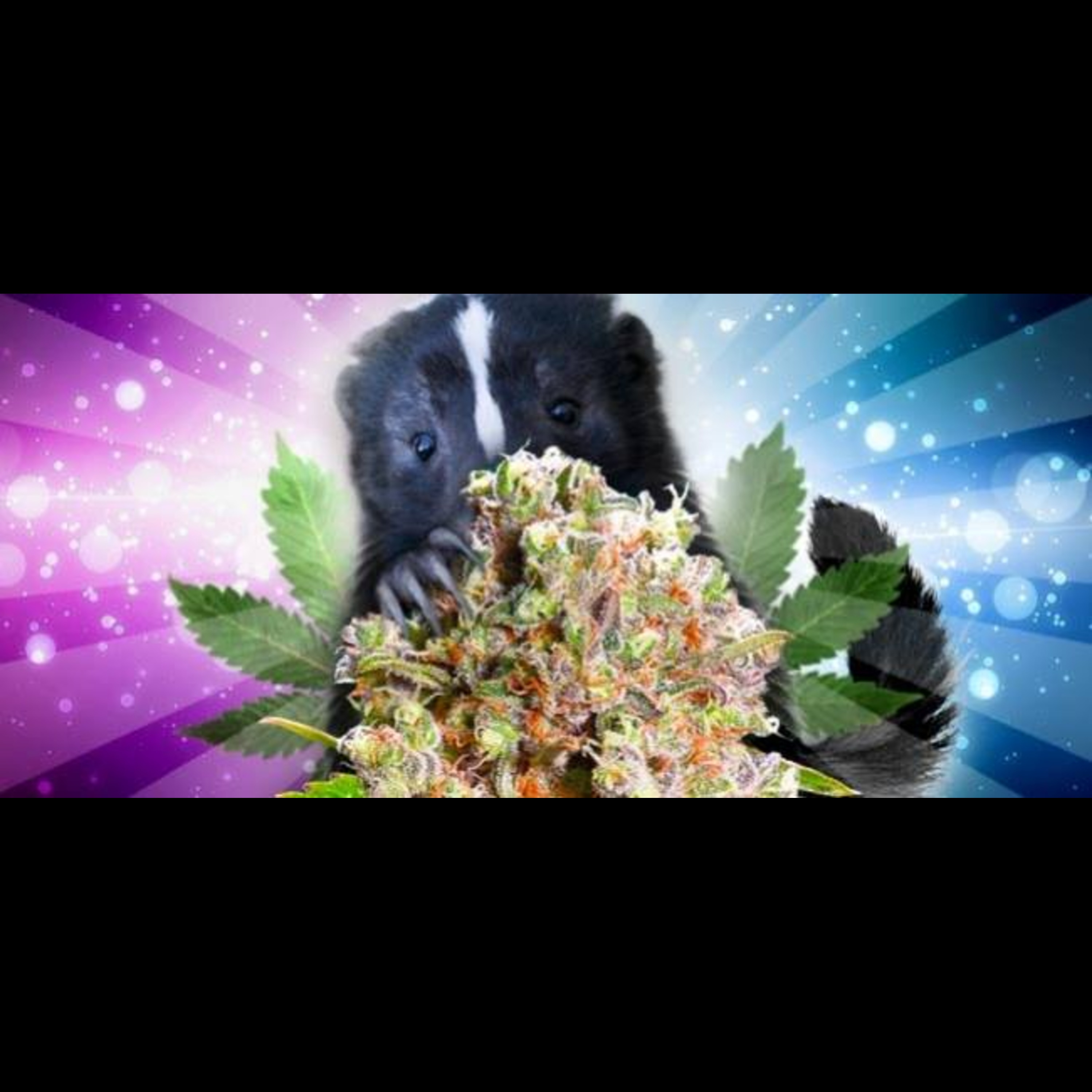 NO FLABBER GAS artwork