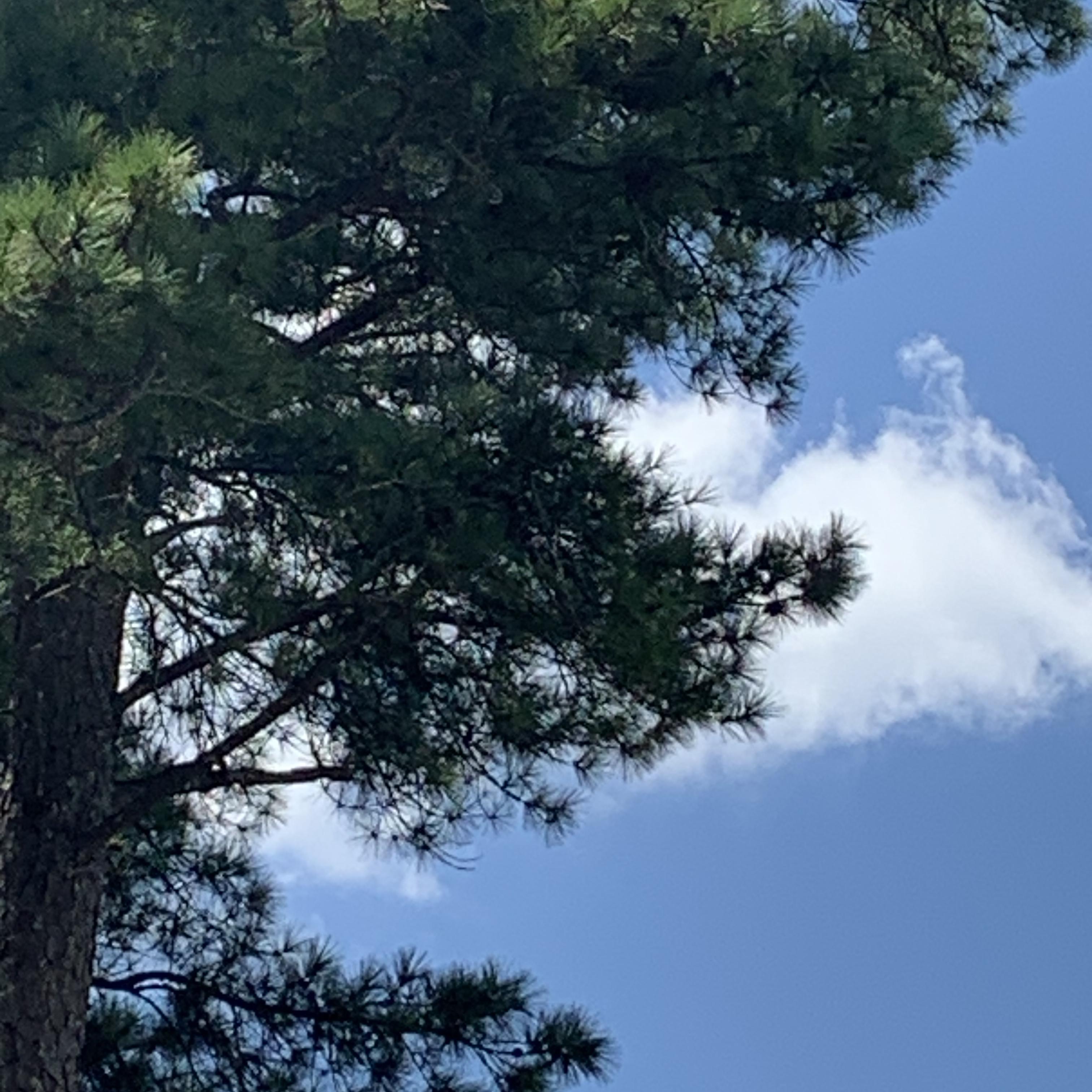 Amazing Grace Feel artwork