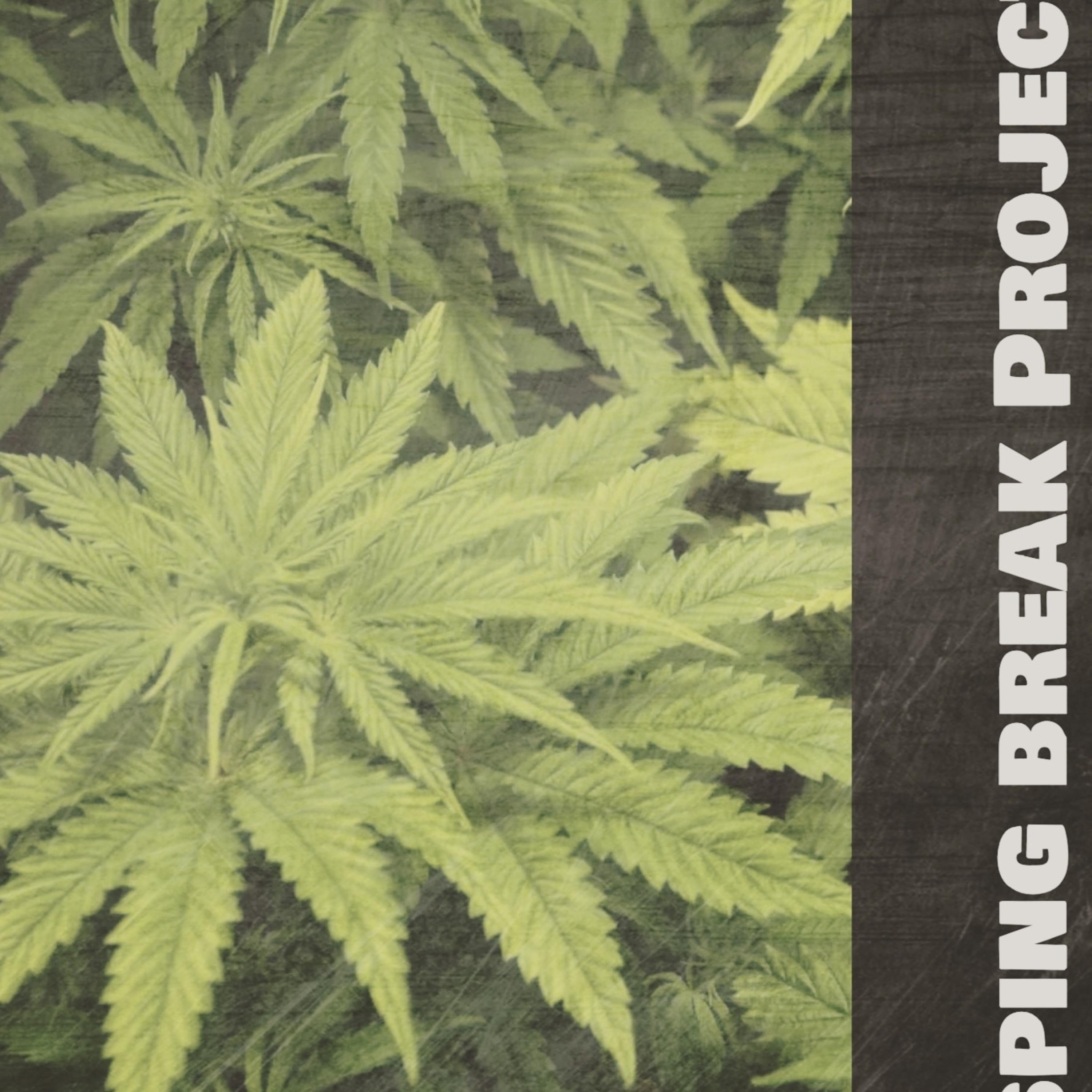 Spring Break Project artwork