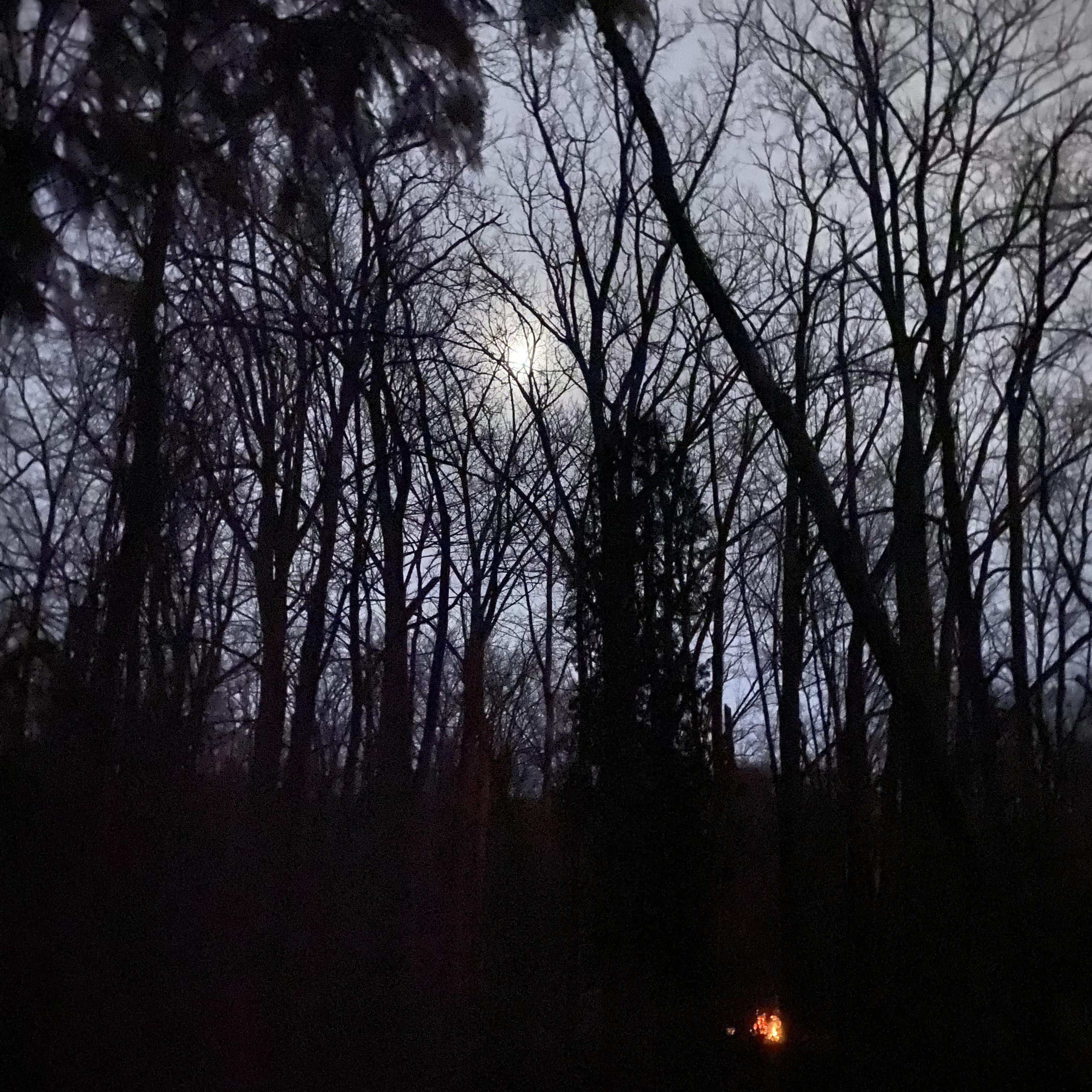 TREETOPS artwork