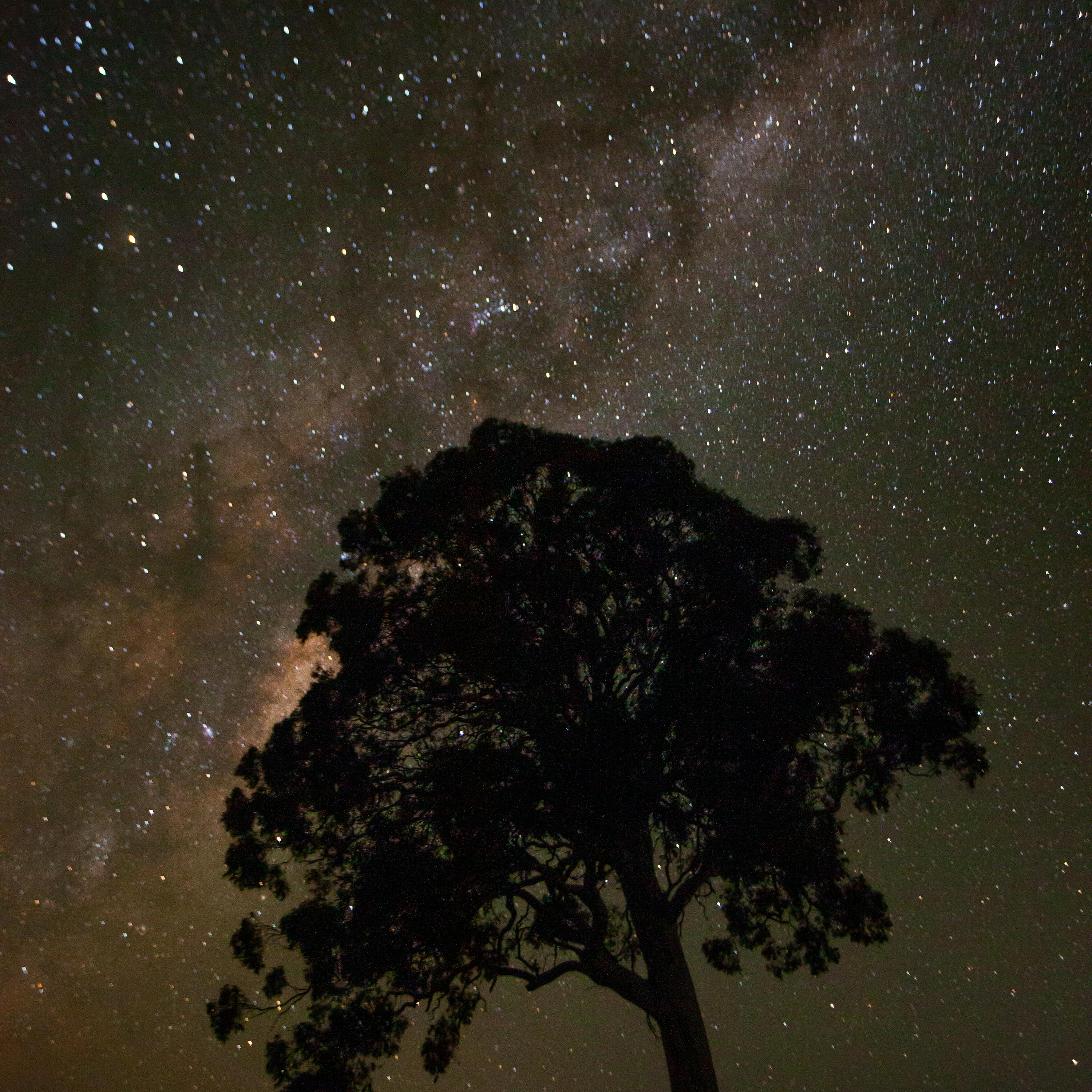 Underneath that old oak tree artwork