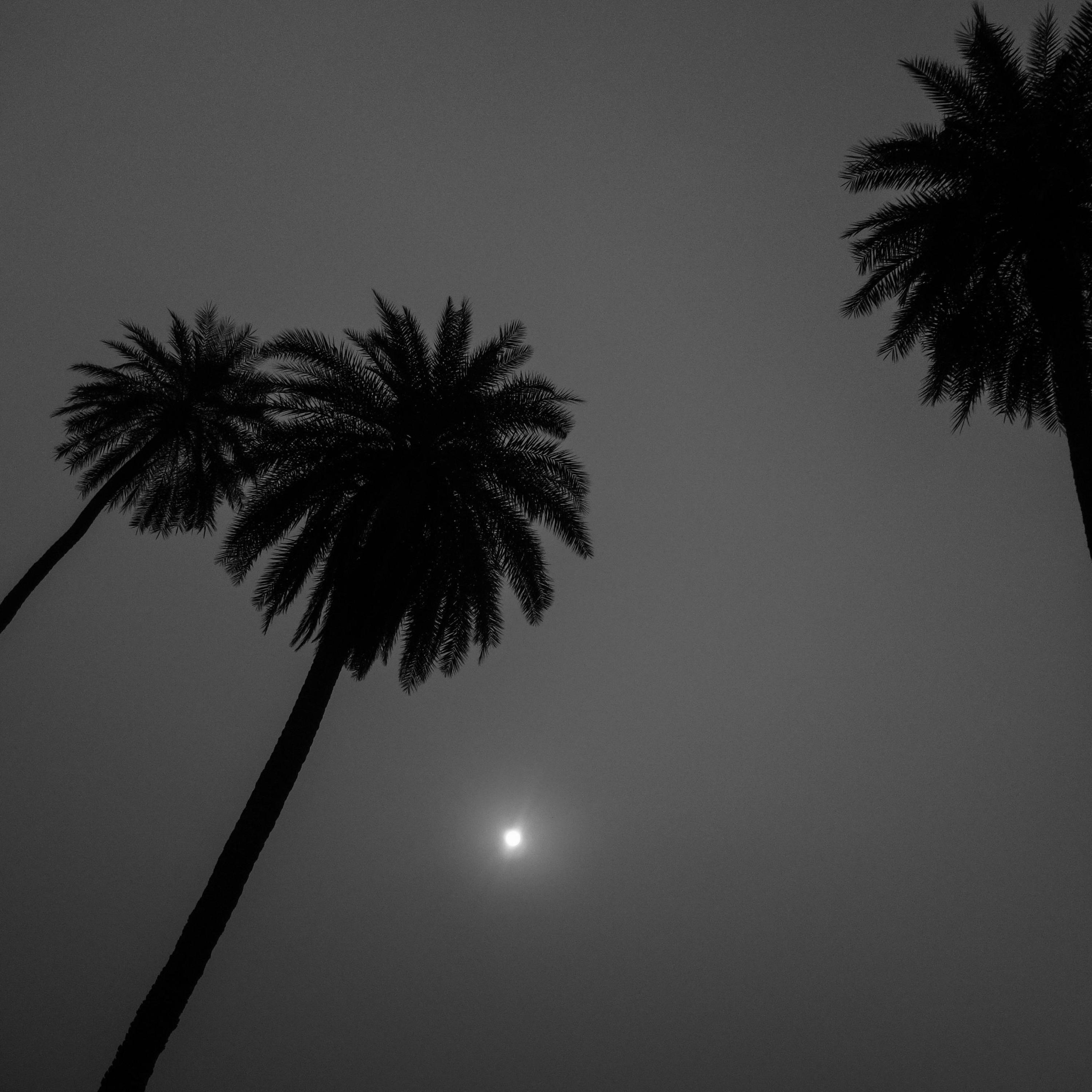 the moon hangs low artwork