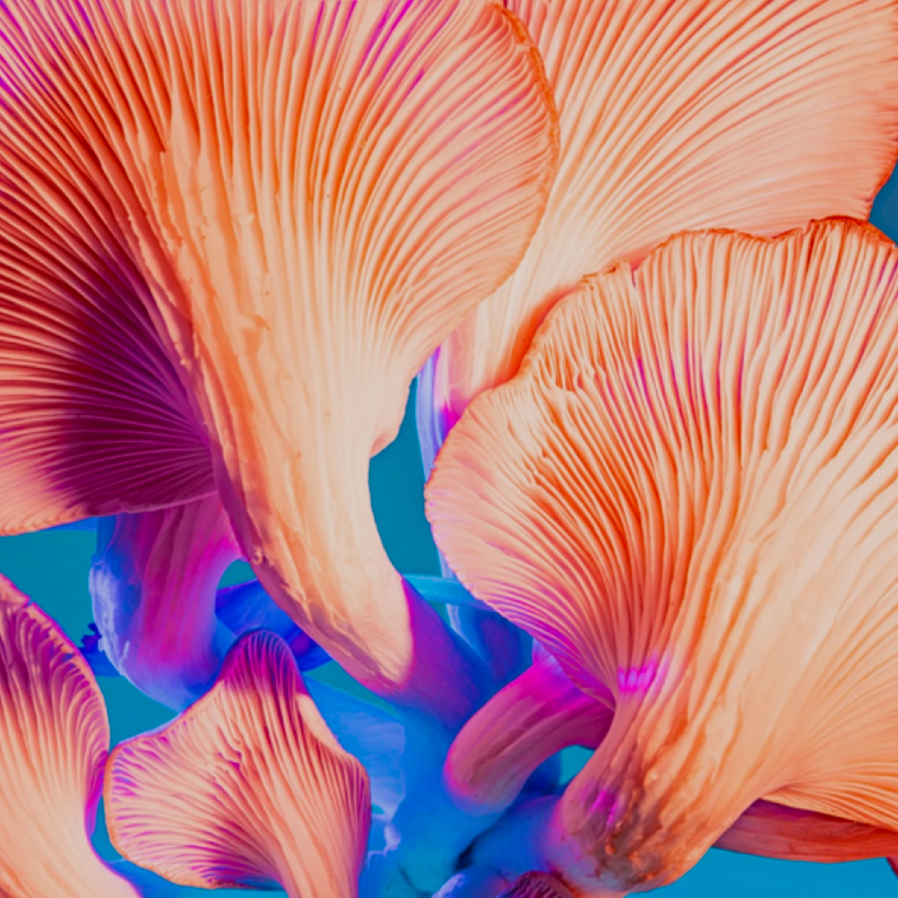 Psilocybin (addicted to you) artwork