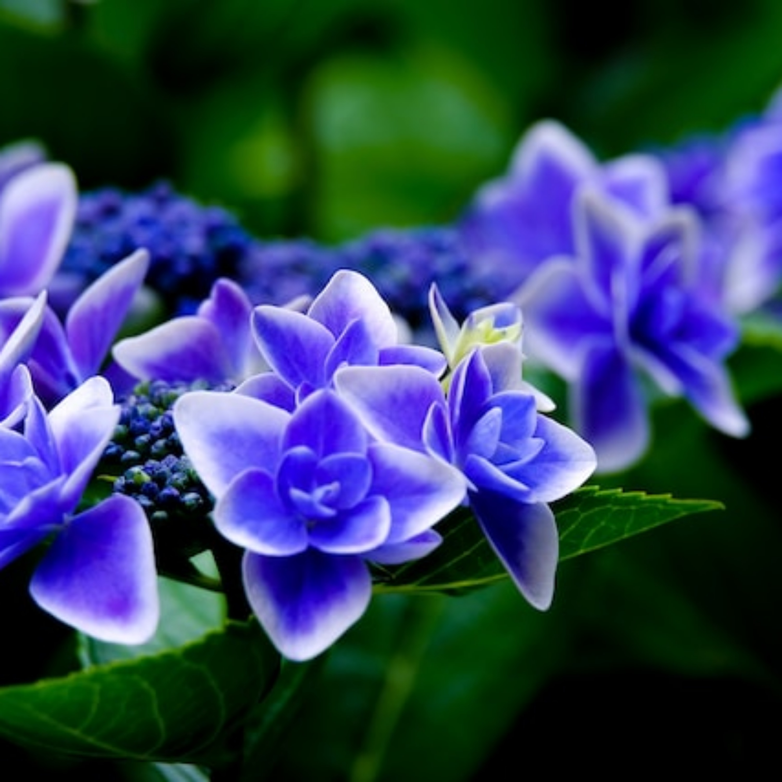 Bintang Malam artwork