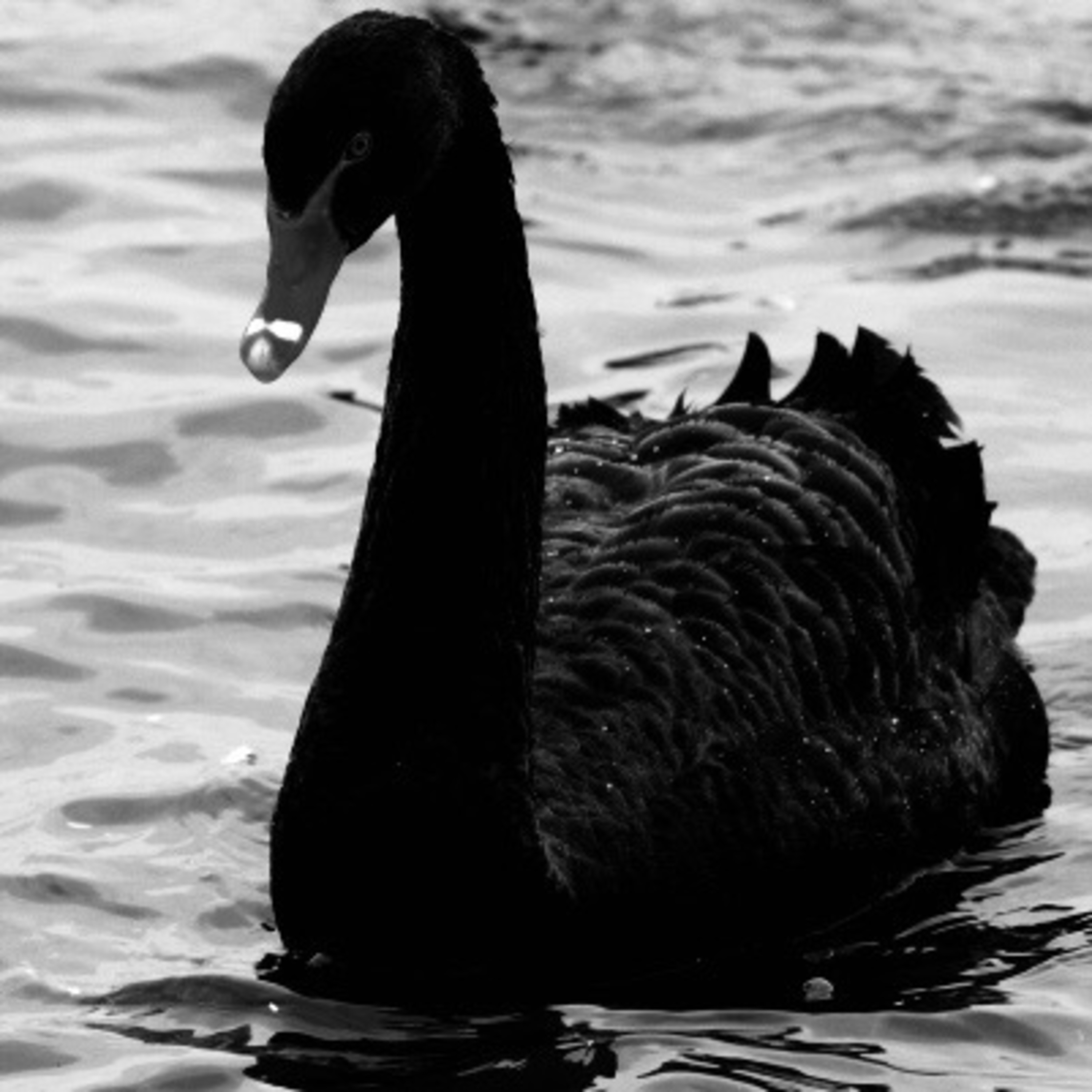 Black Swan artwork