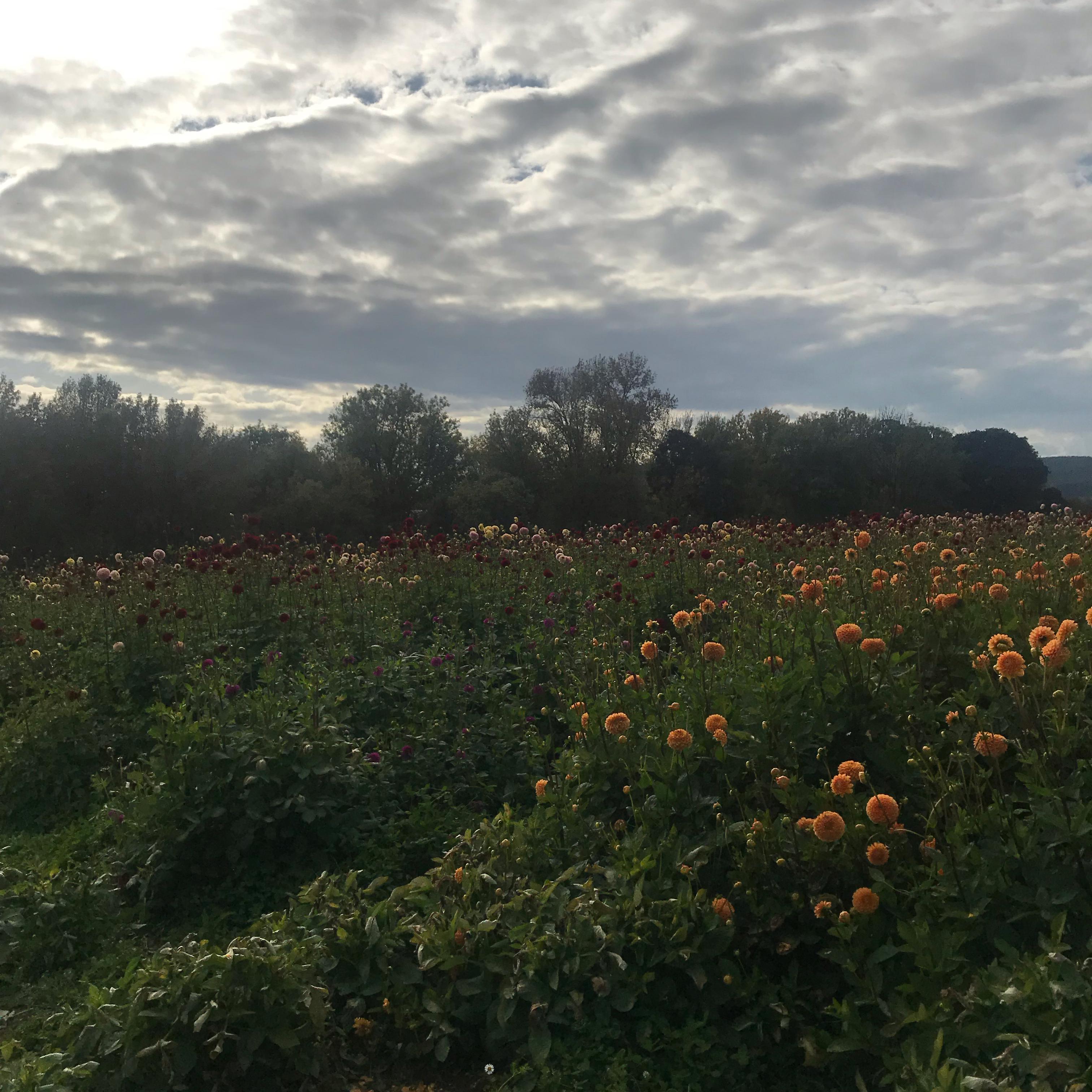 Weeds In A Meadow artwork