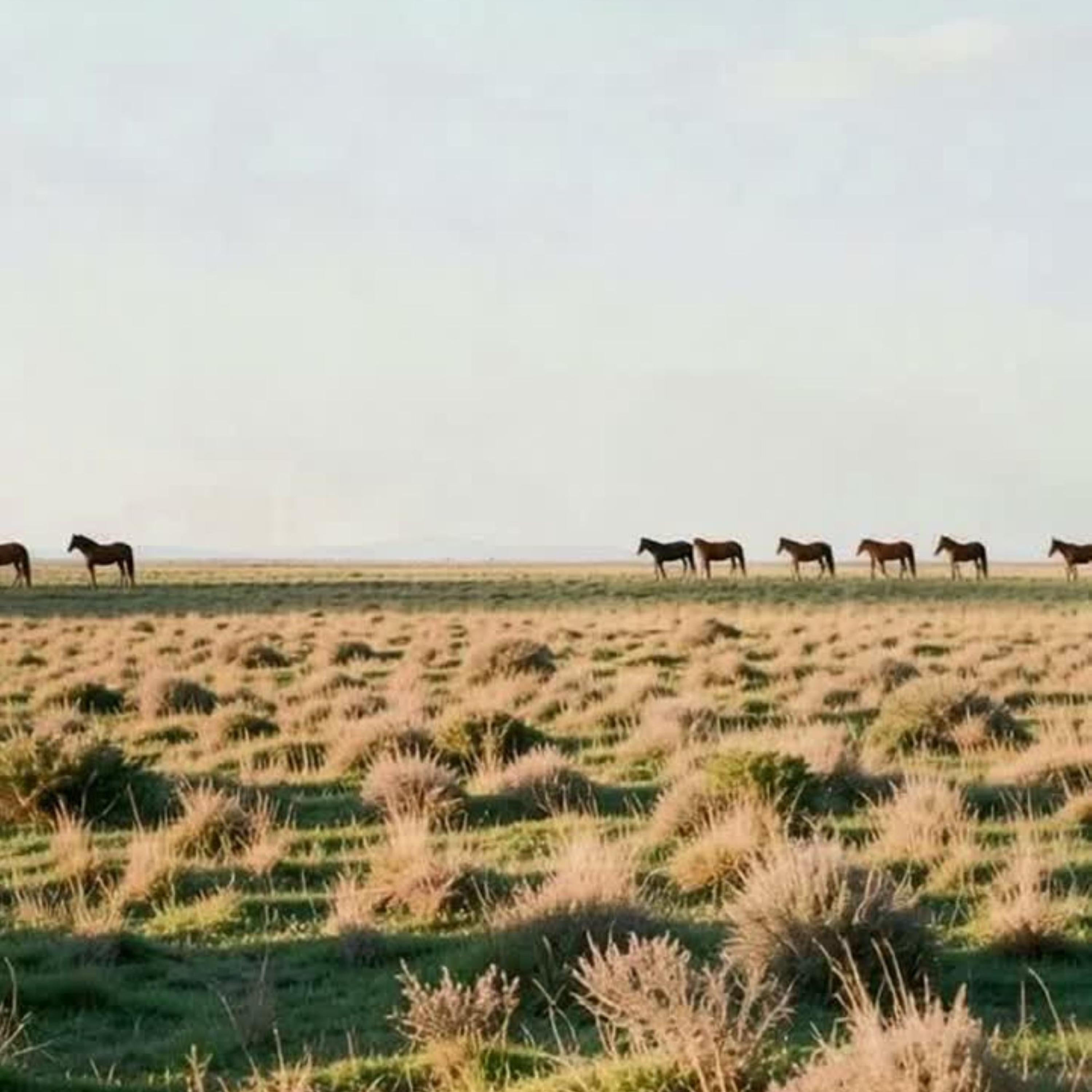 Horses on the Horizon by Zax Dezignz cover art