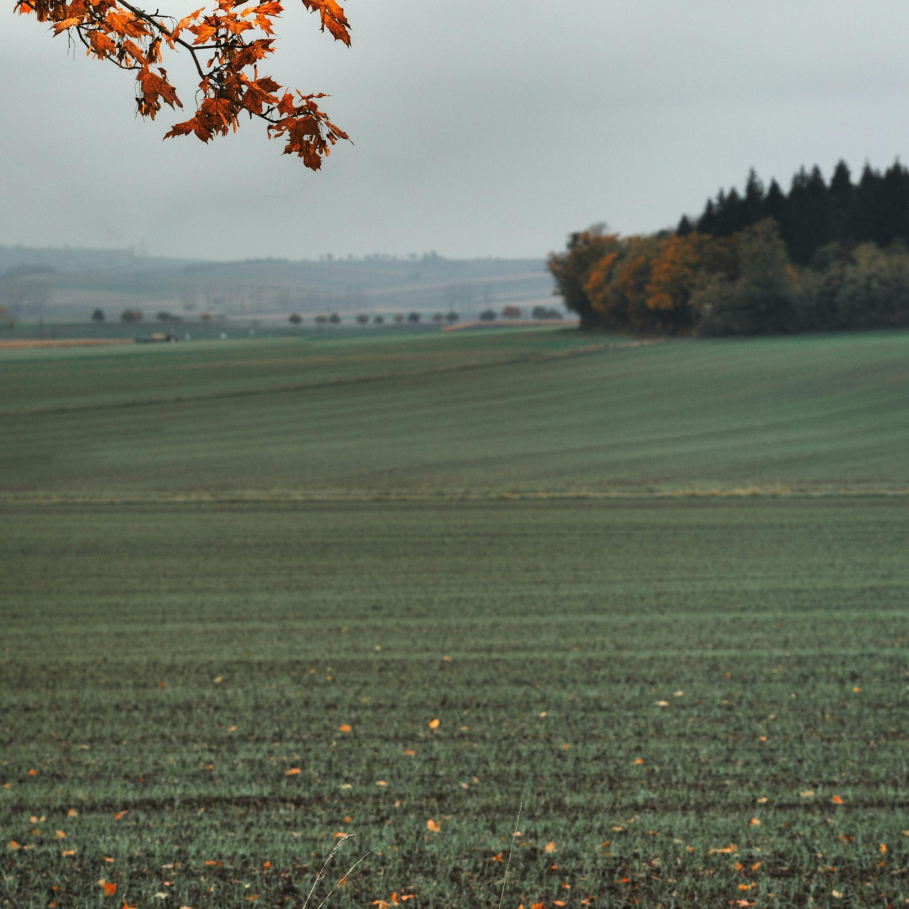 Falling Leaves artwork
