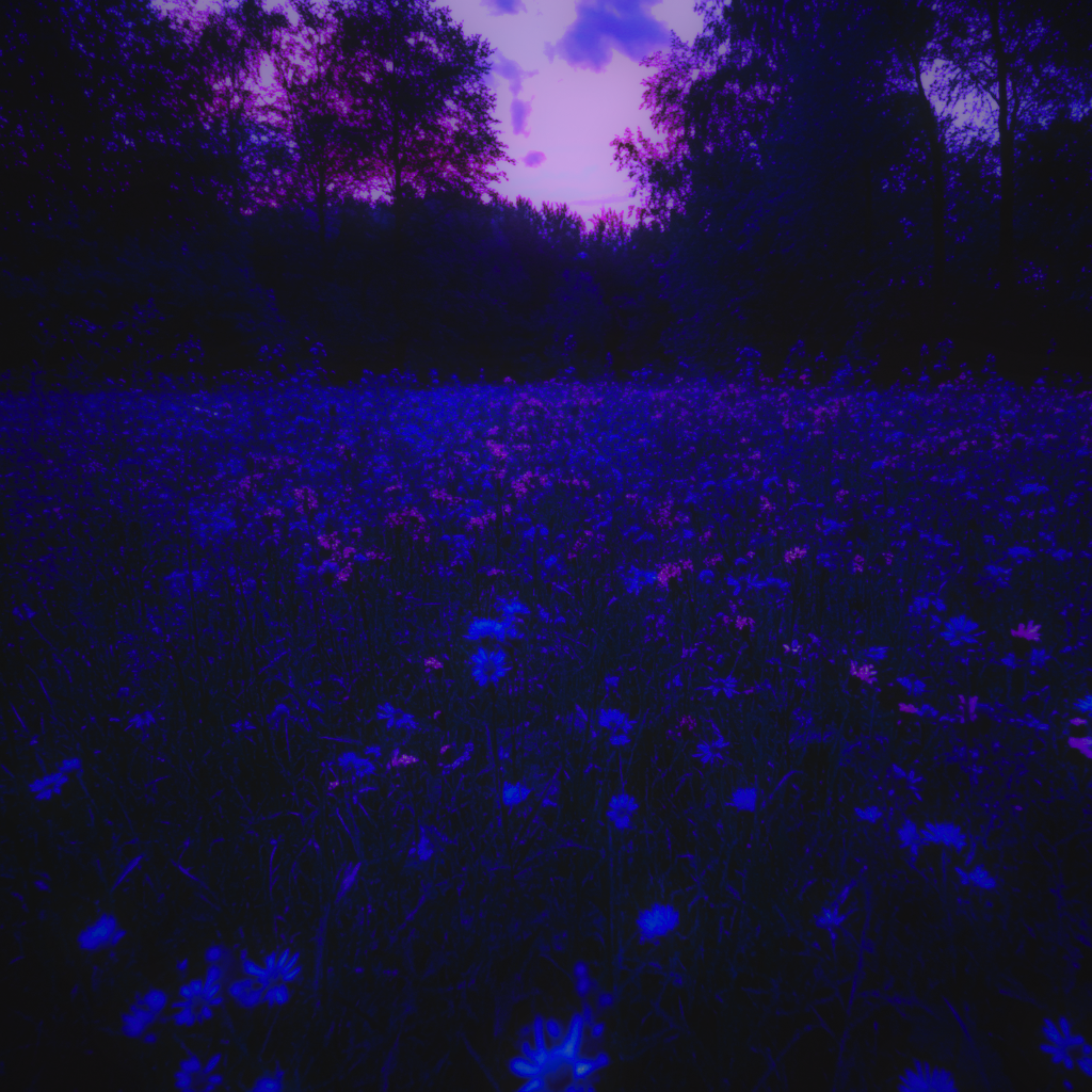 A Field Of Broken Flowers artwork