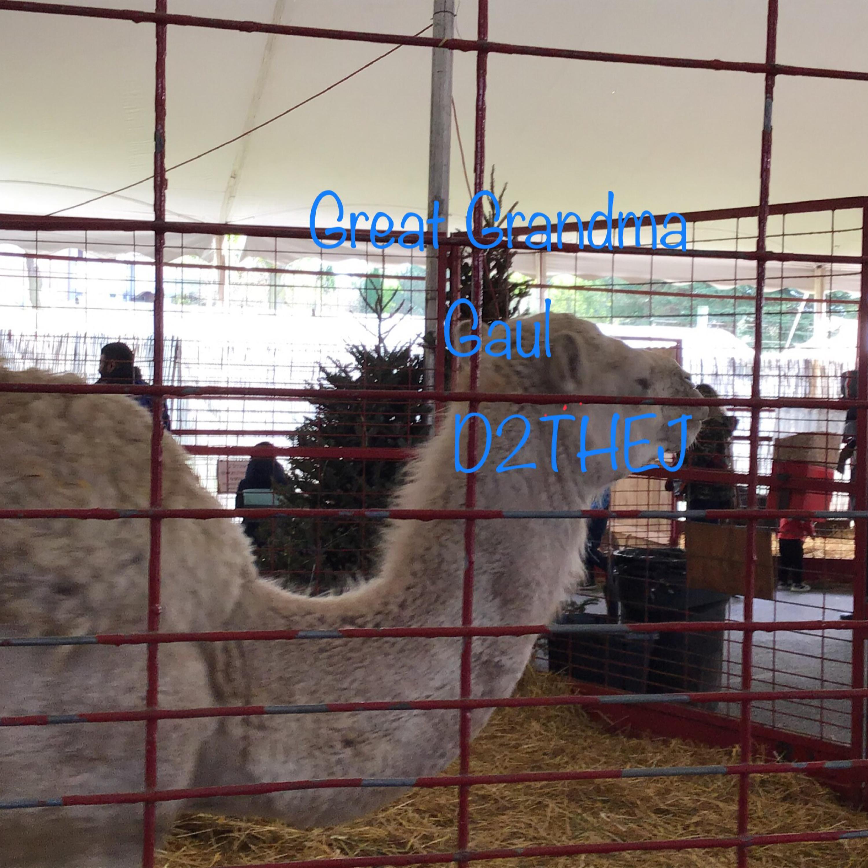 Great Grandma Gaul artwork