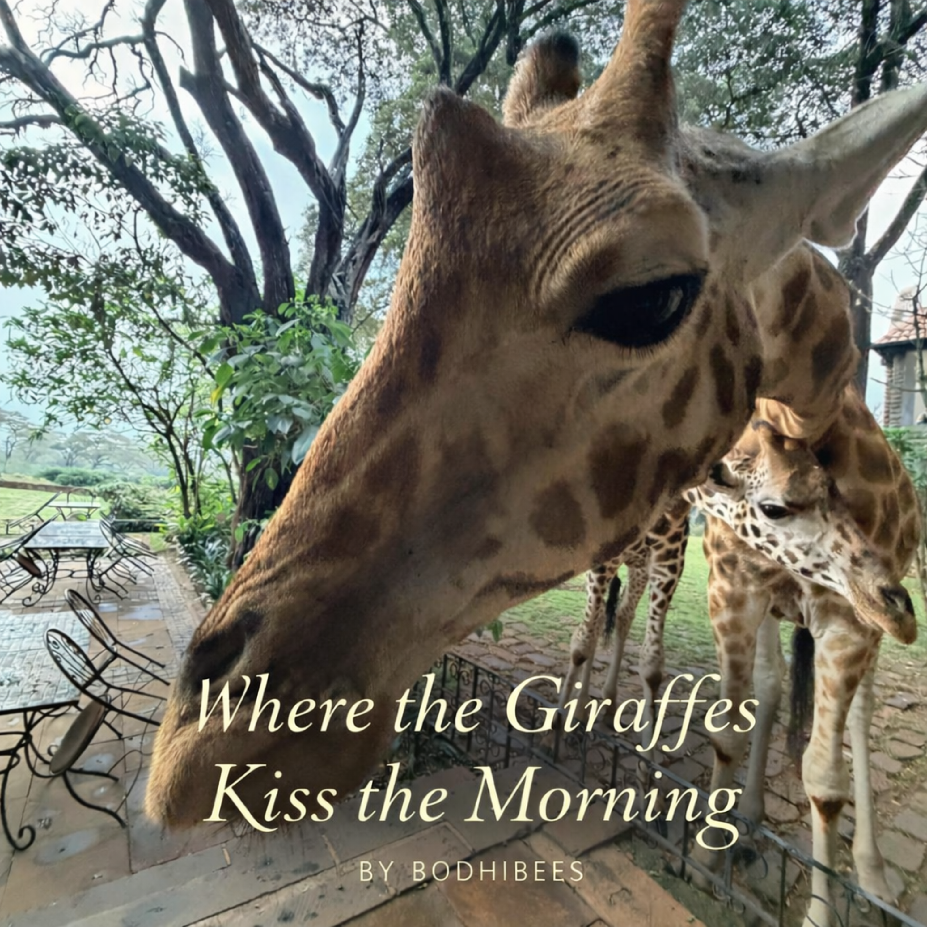 Where the giraffes kiss the morning artwork