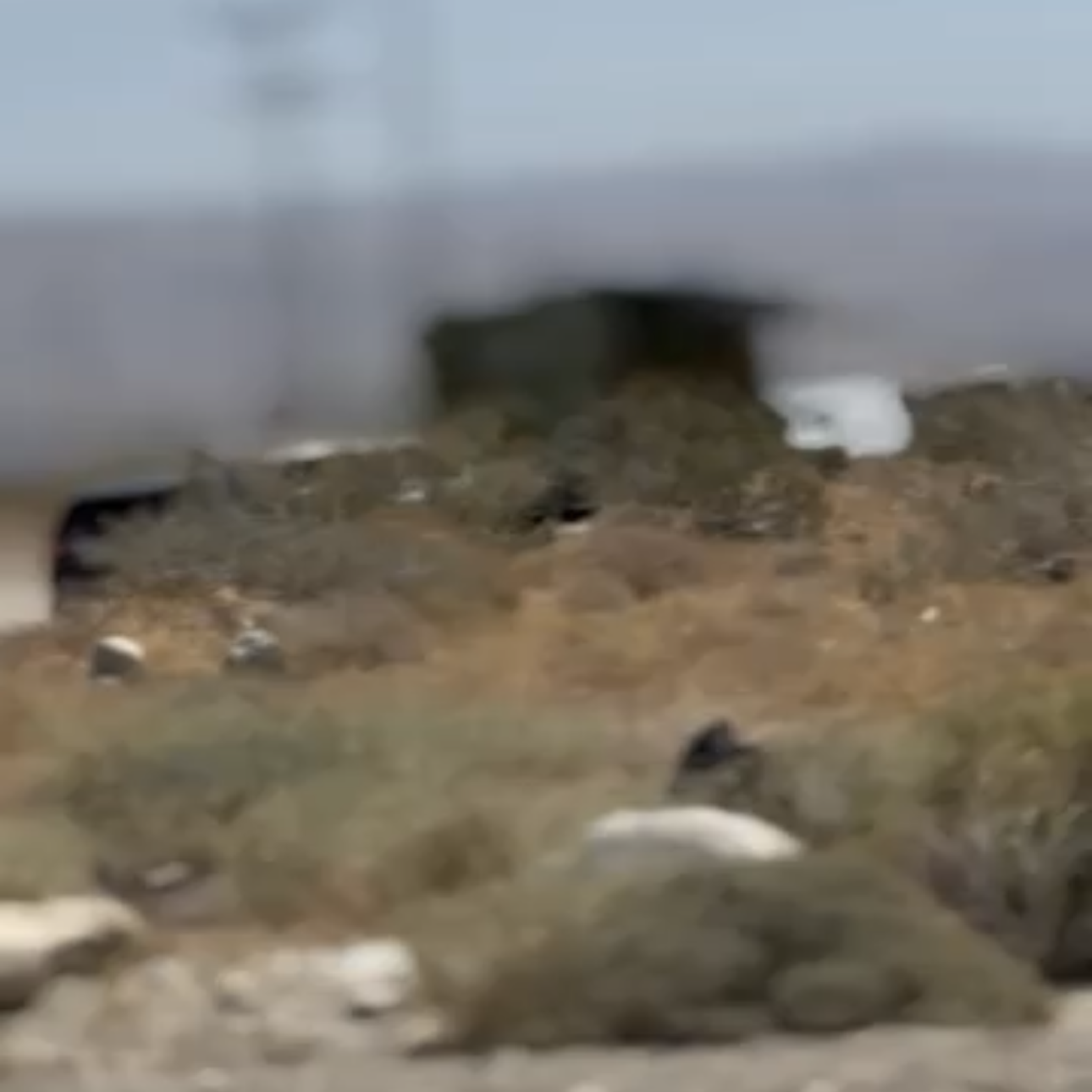 Shot In The Desert artwork
