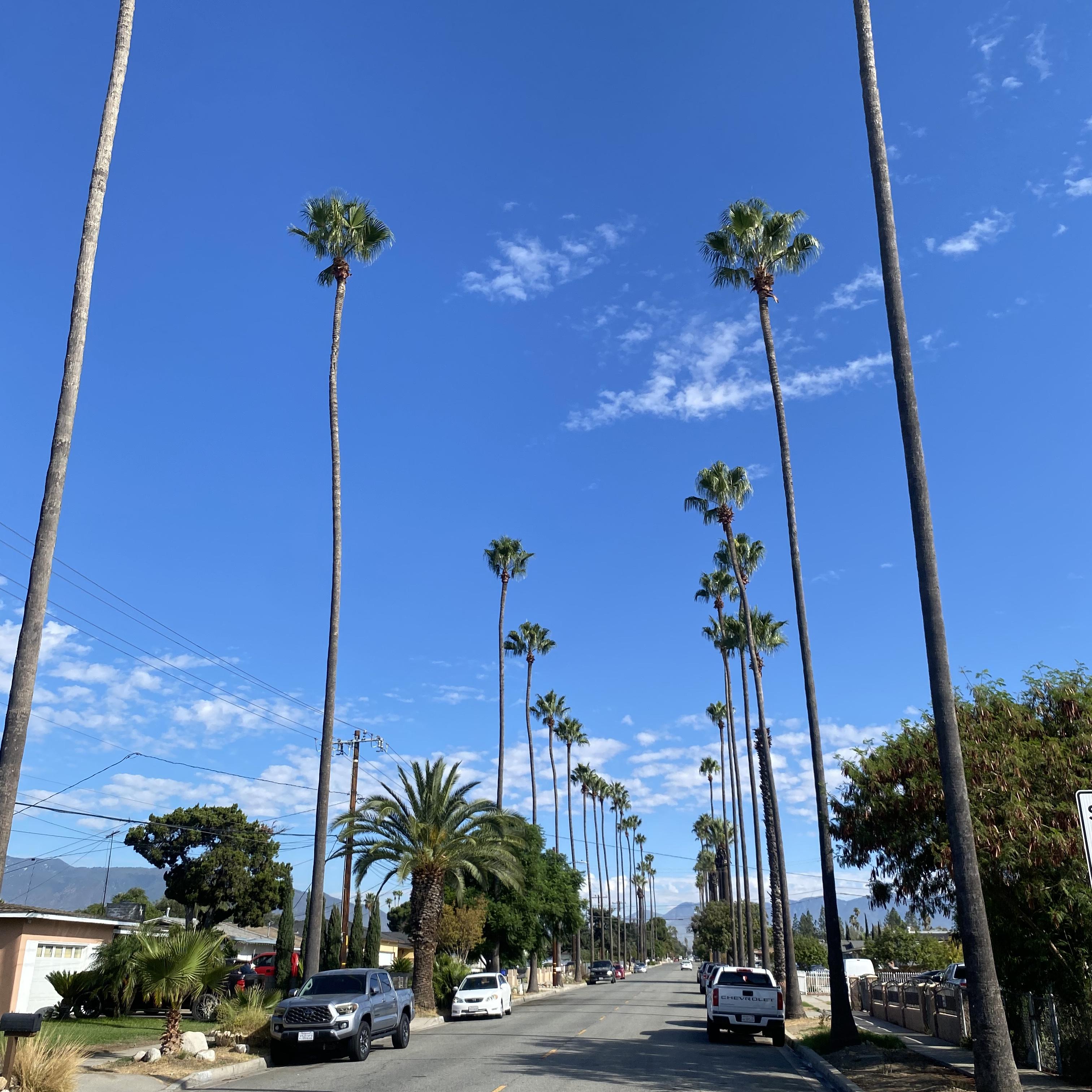 Liberal Nation artwork