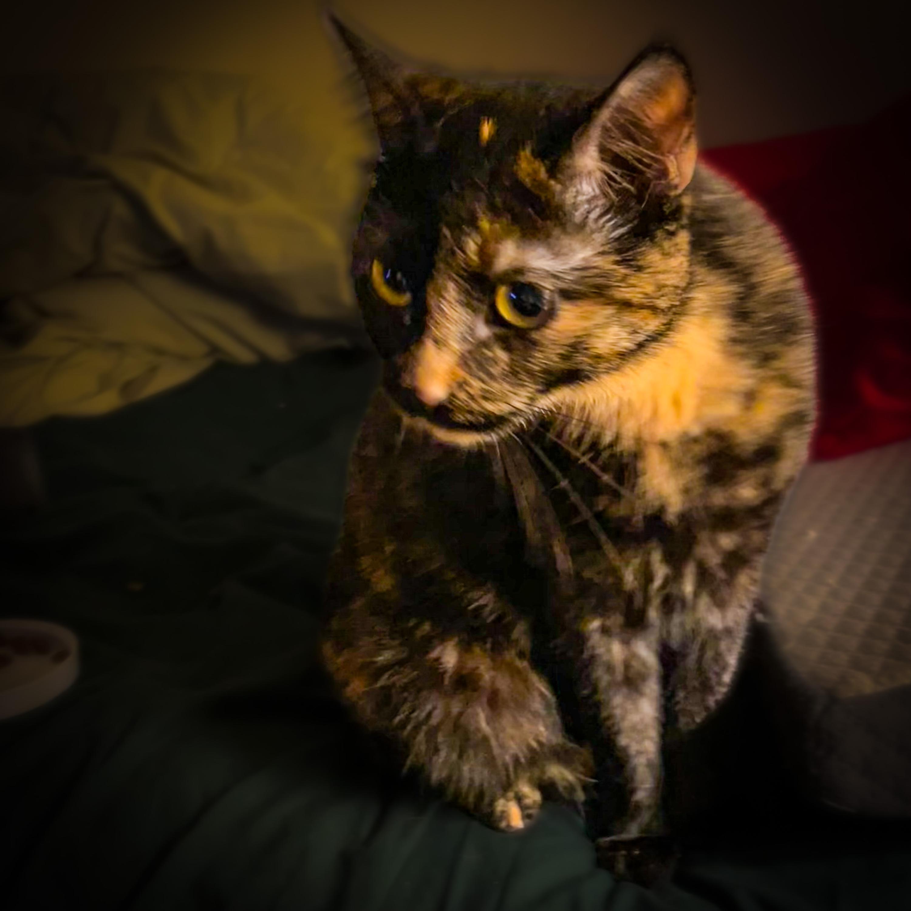 Millie's Concern artwork