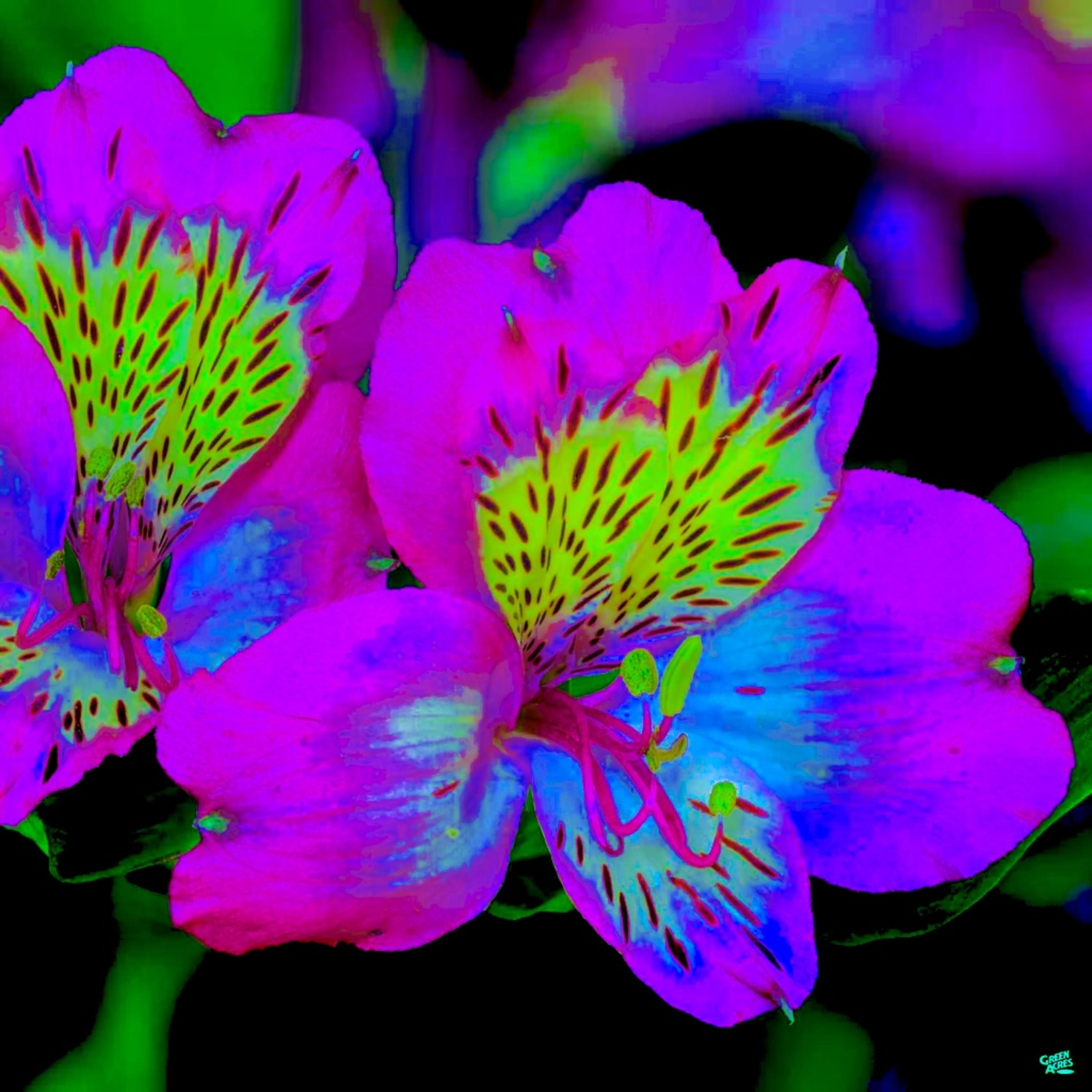 Flowers from mars artwork