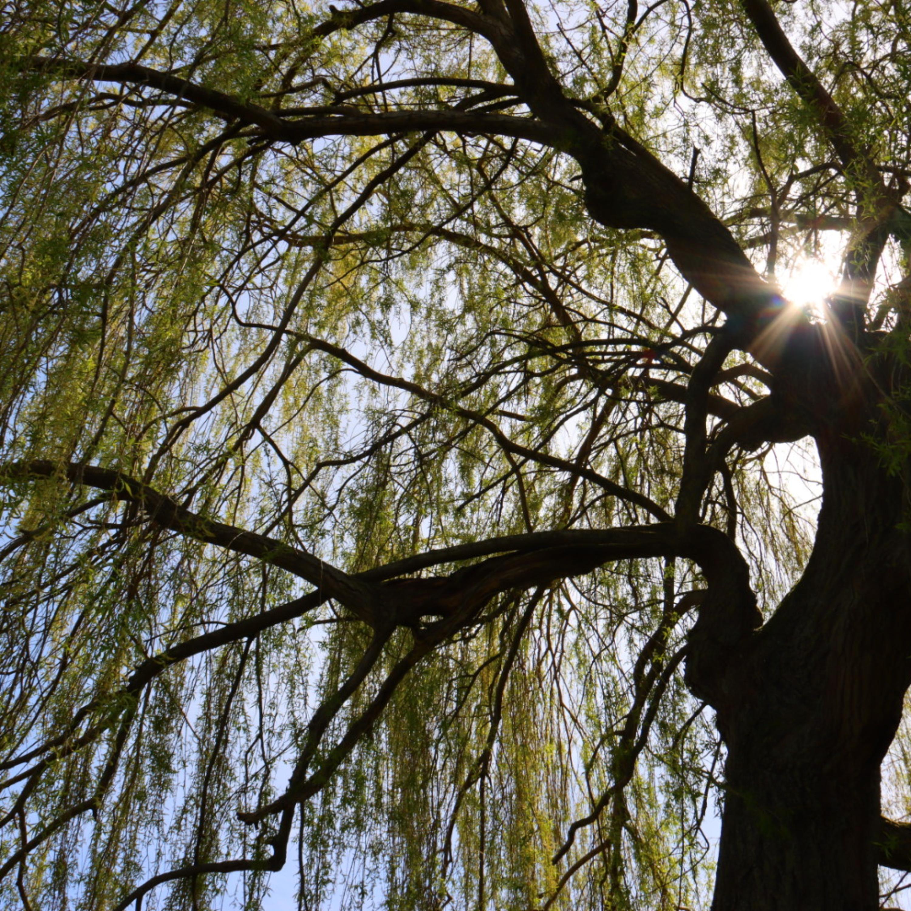 Branches of Live artwork