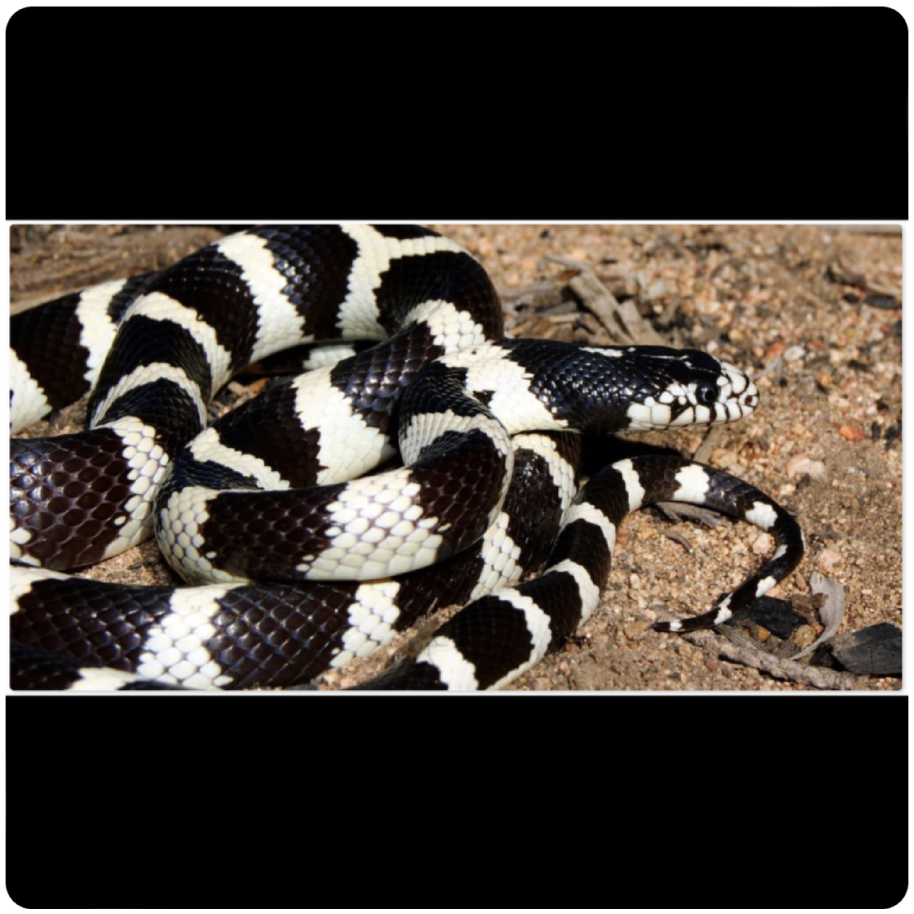 Snakes artwork