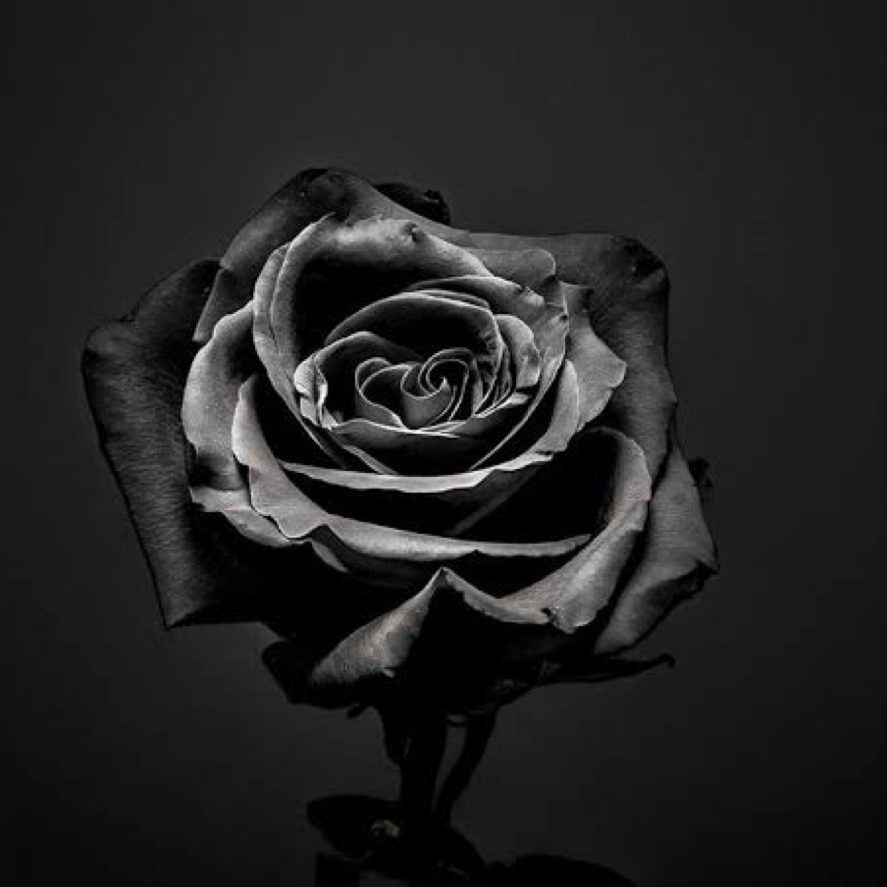 DEAD ROSES (SPECIAL EDITION) artwork
