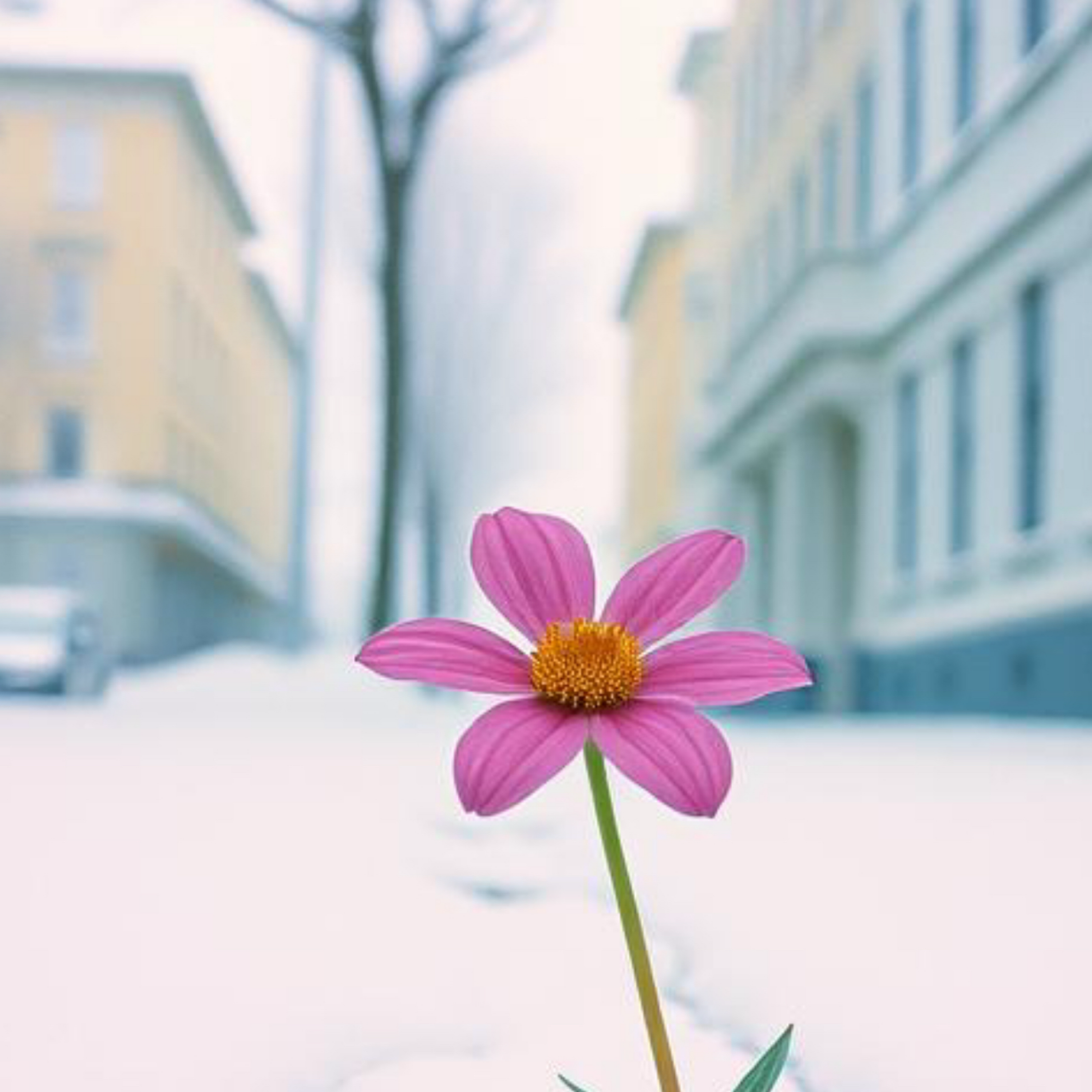 She’s A Mystery artwork