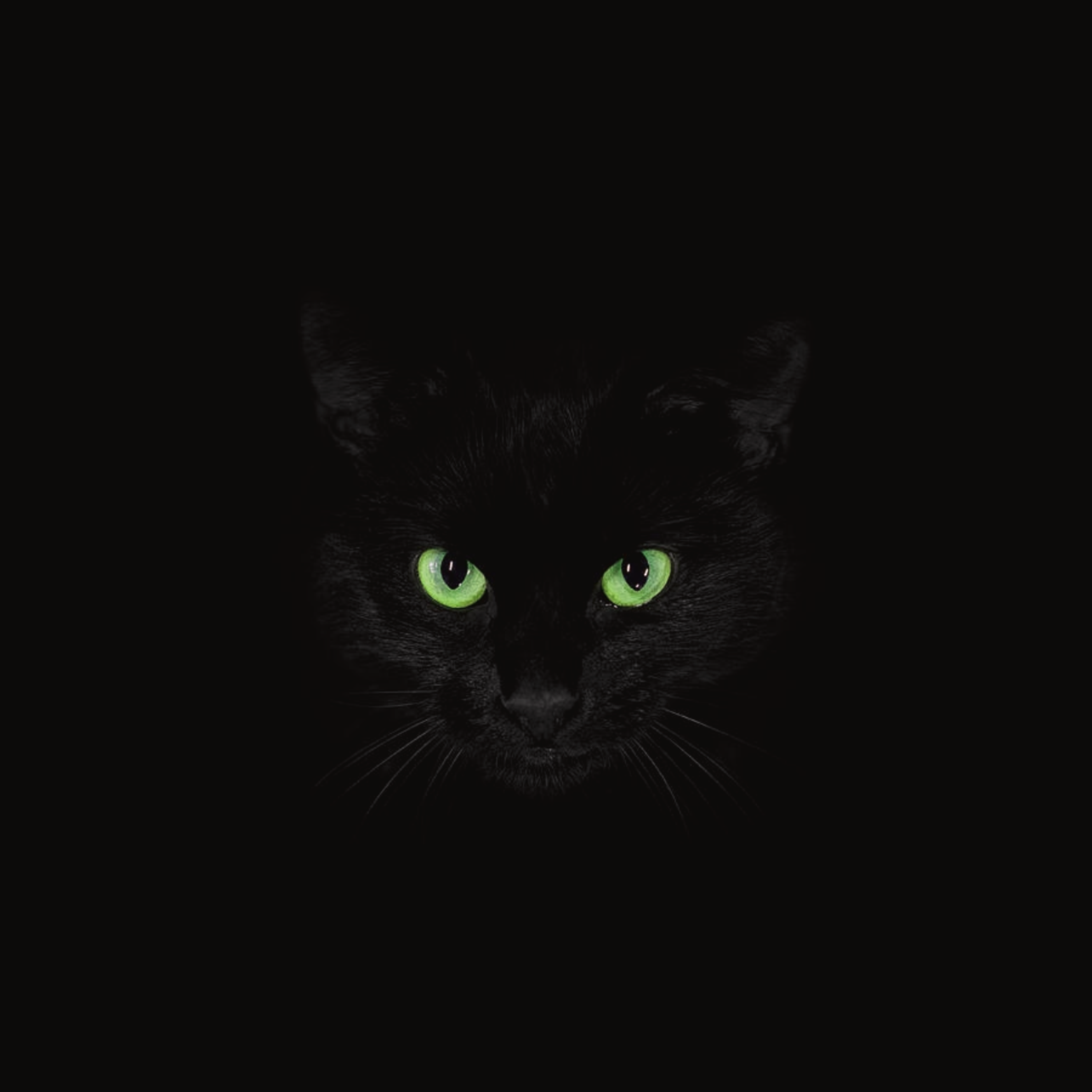 BLACK CATS artwork