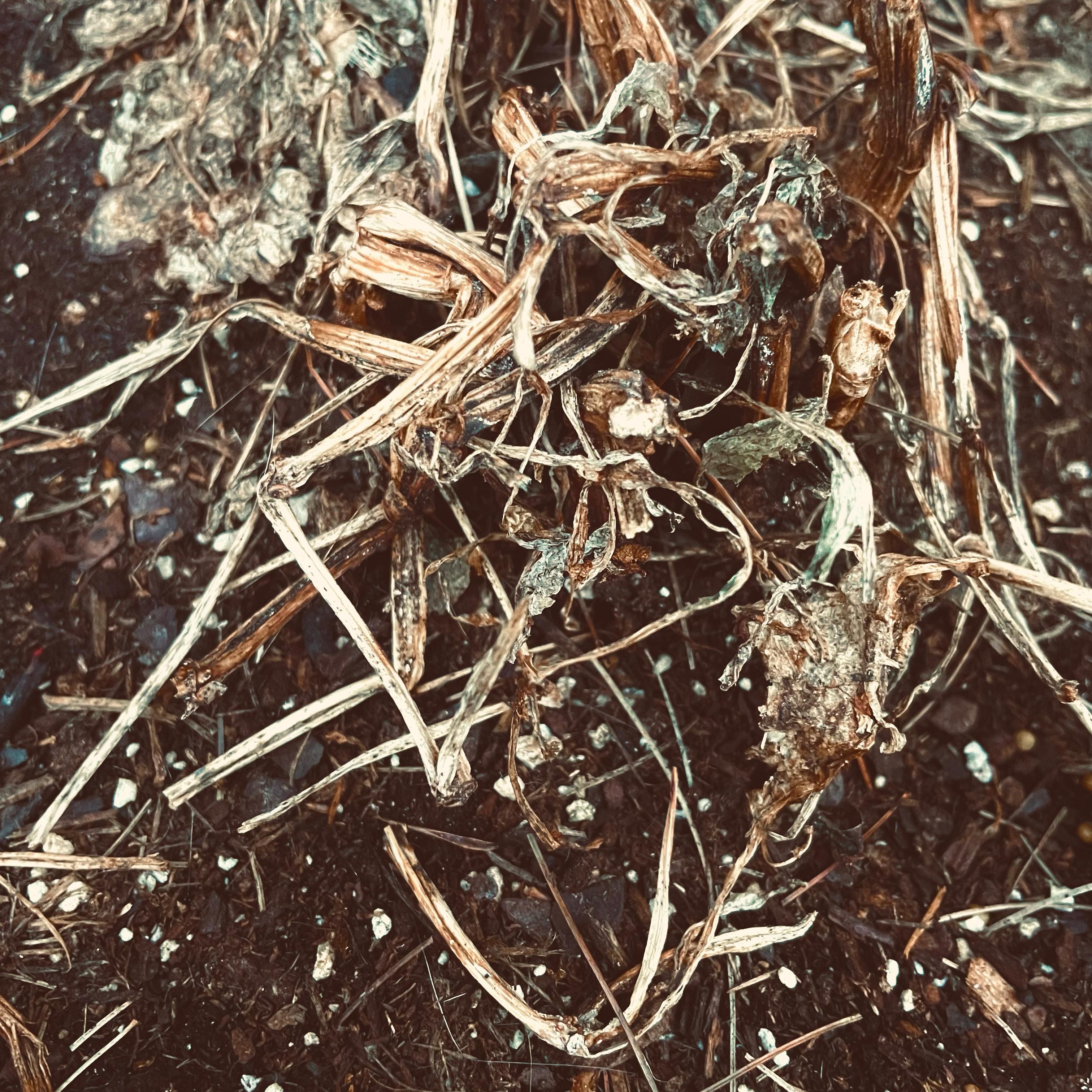 Rosas Muertas artwork