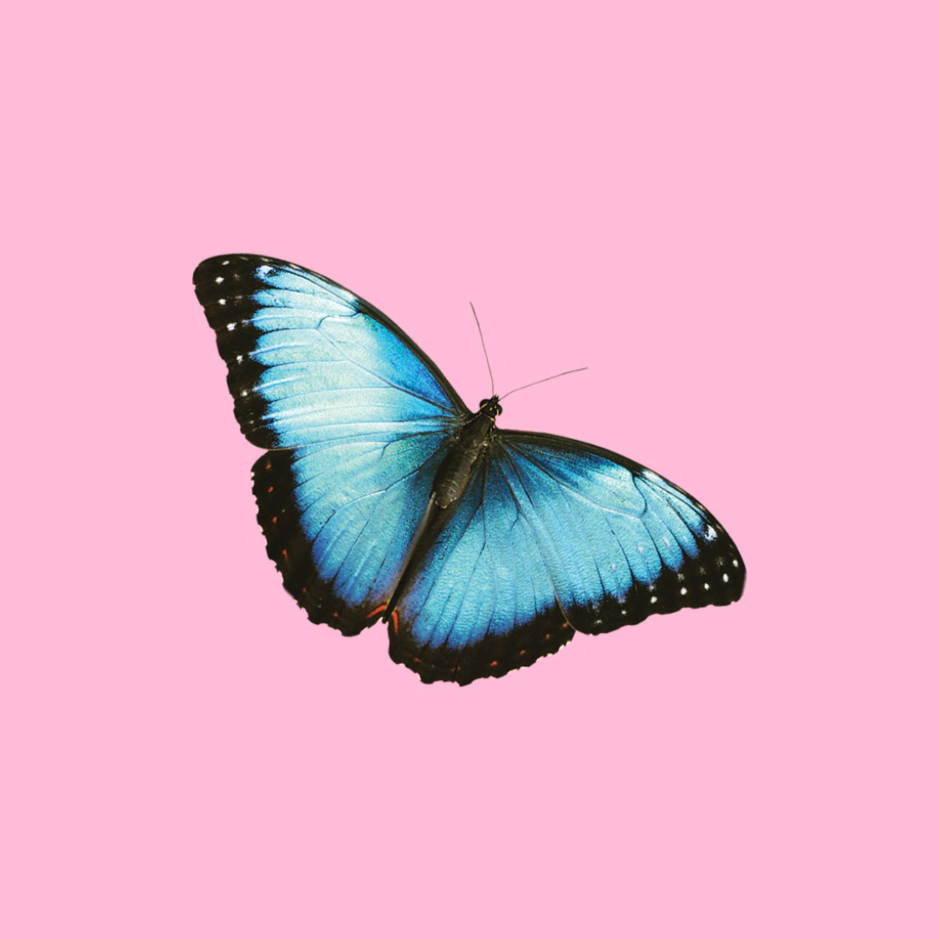 Love Bug artwork