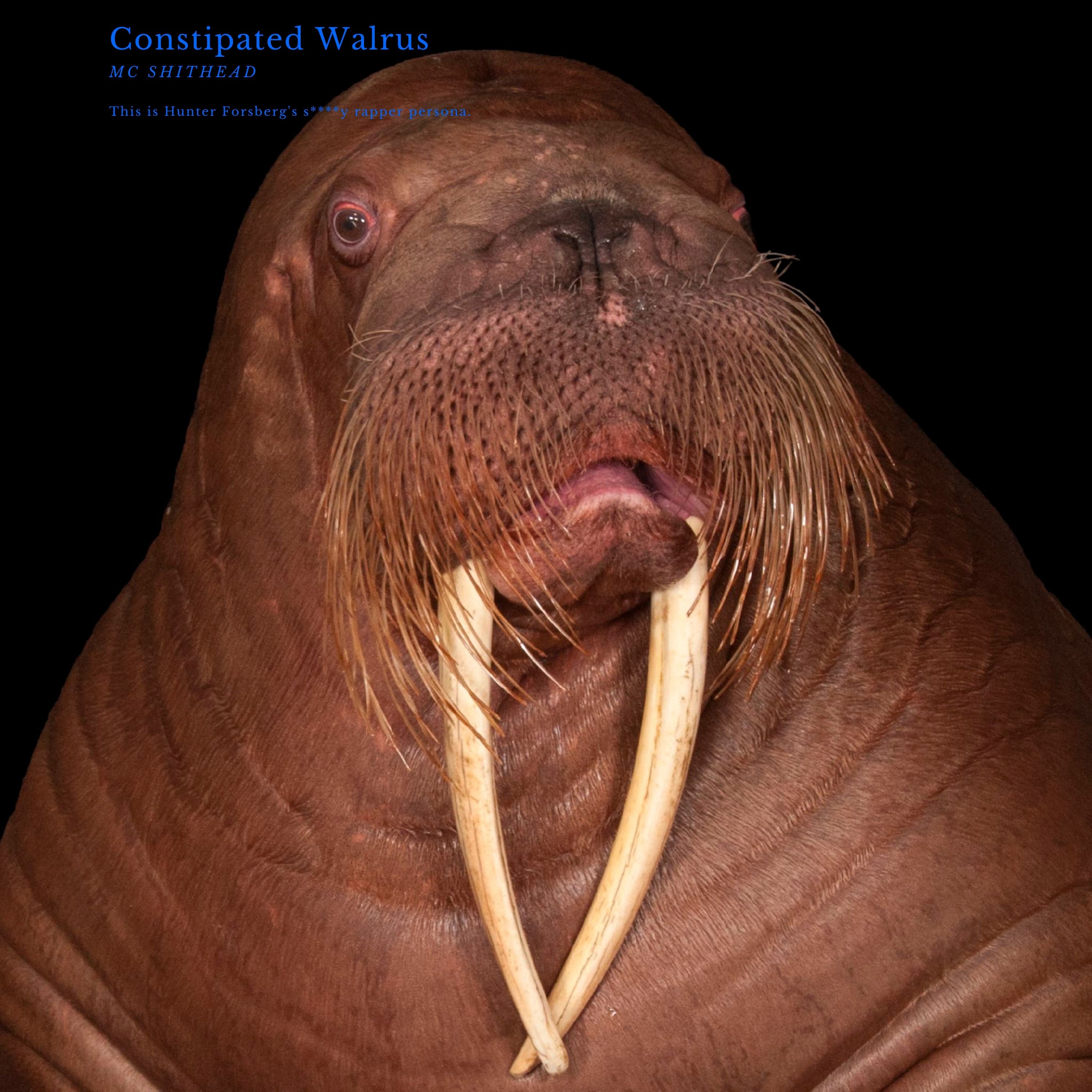Constipated Walrus artwork