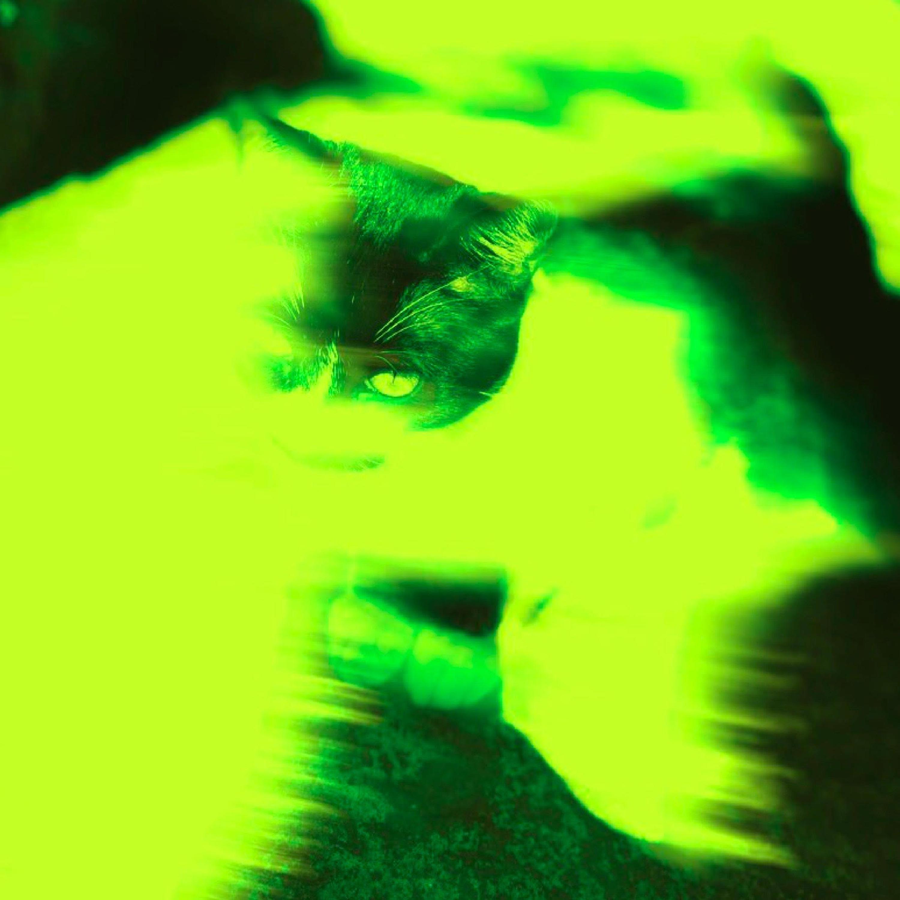 Soltate artwork