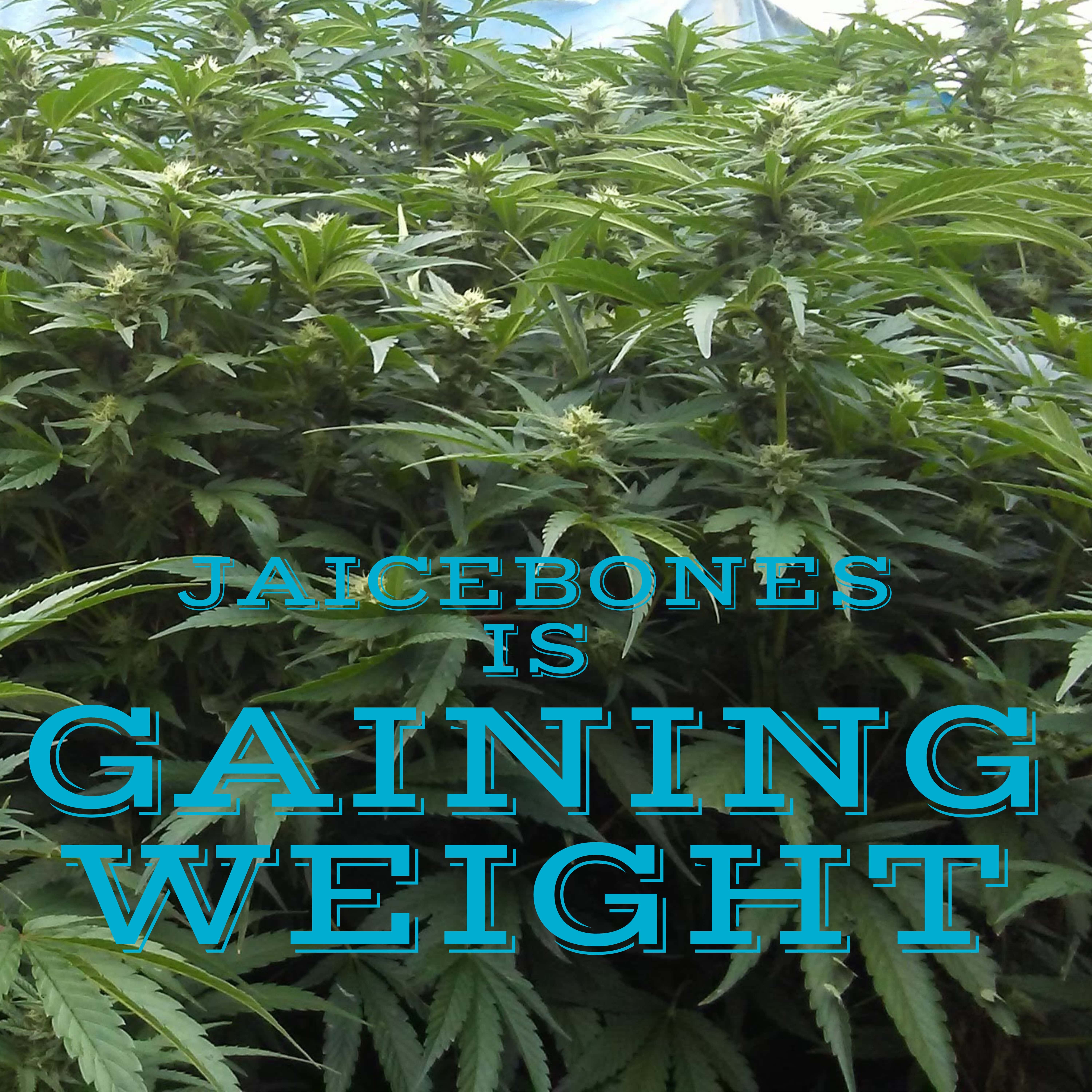 Gaining Weight artwork