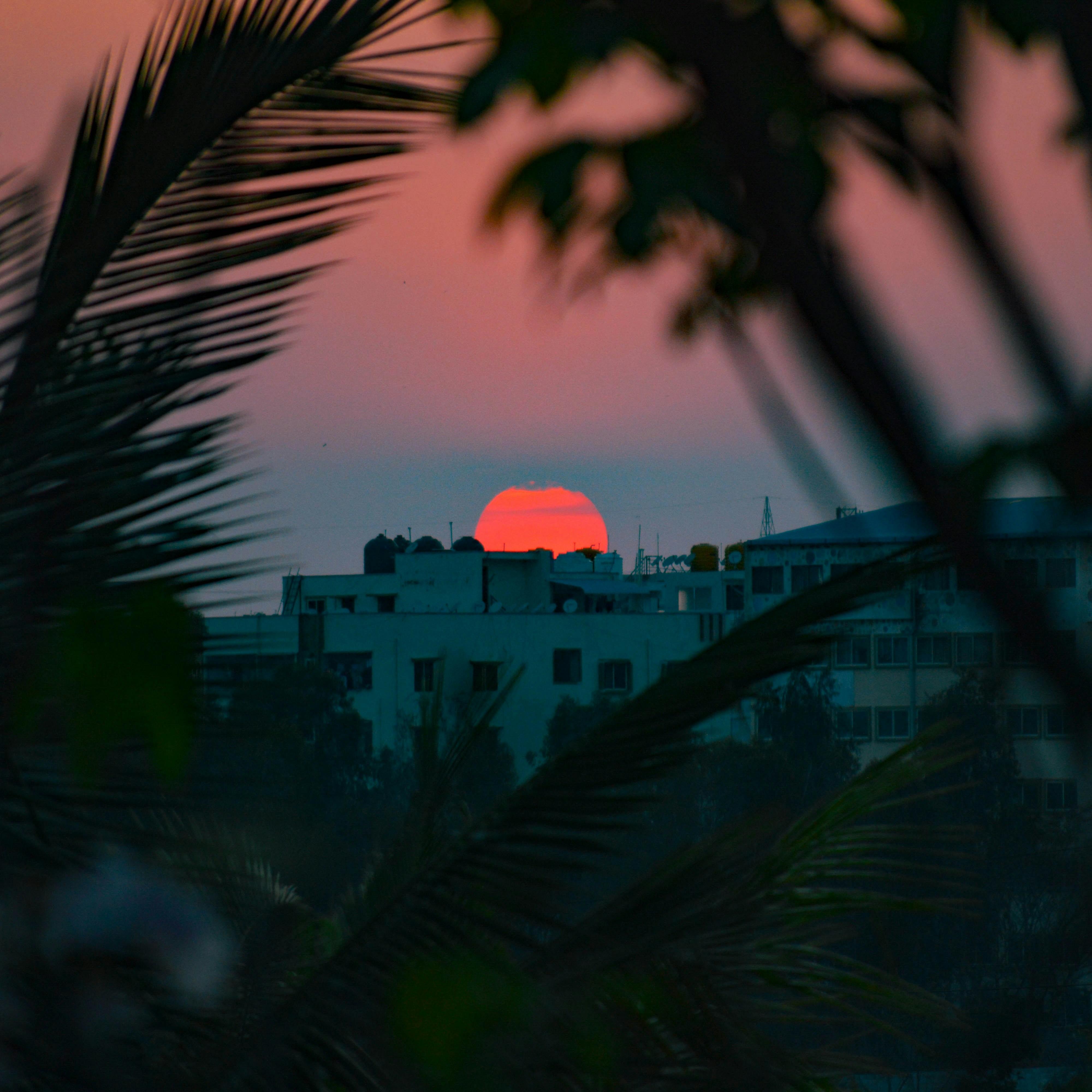 Paradise of Sundown artwork