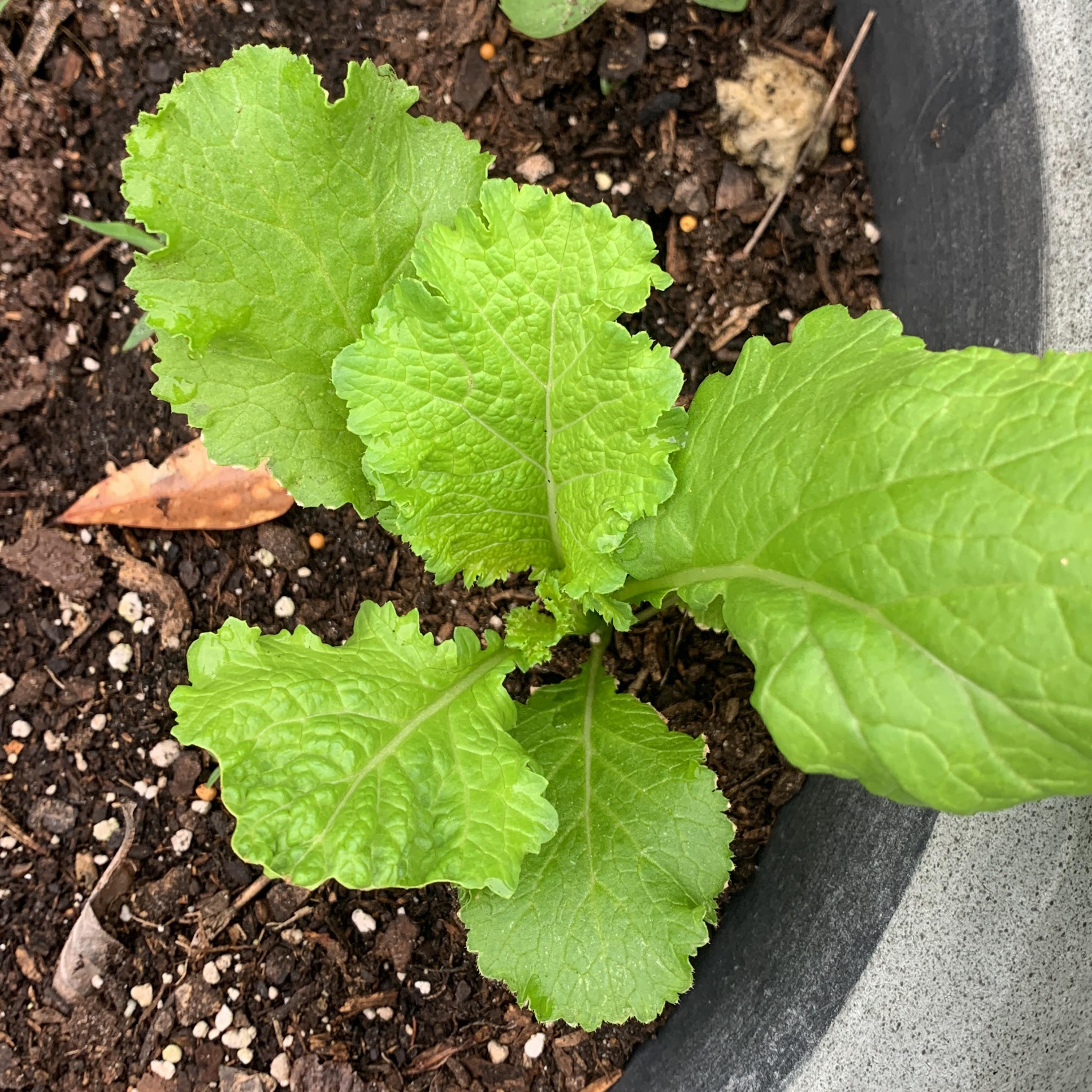 WORKING FOR THE MAN IN THE LAND THE DAY artwork