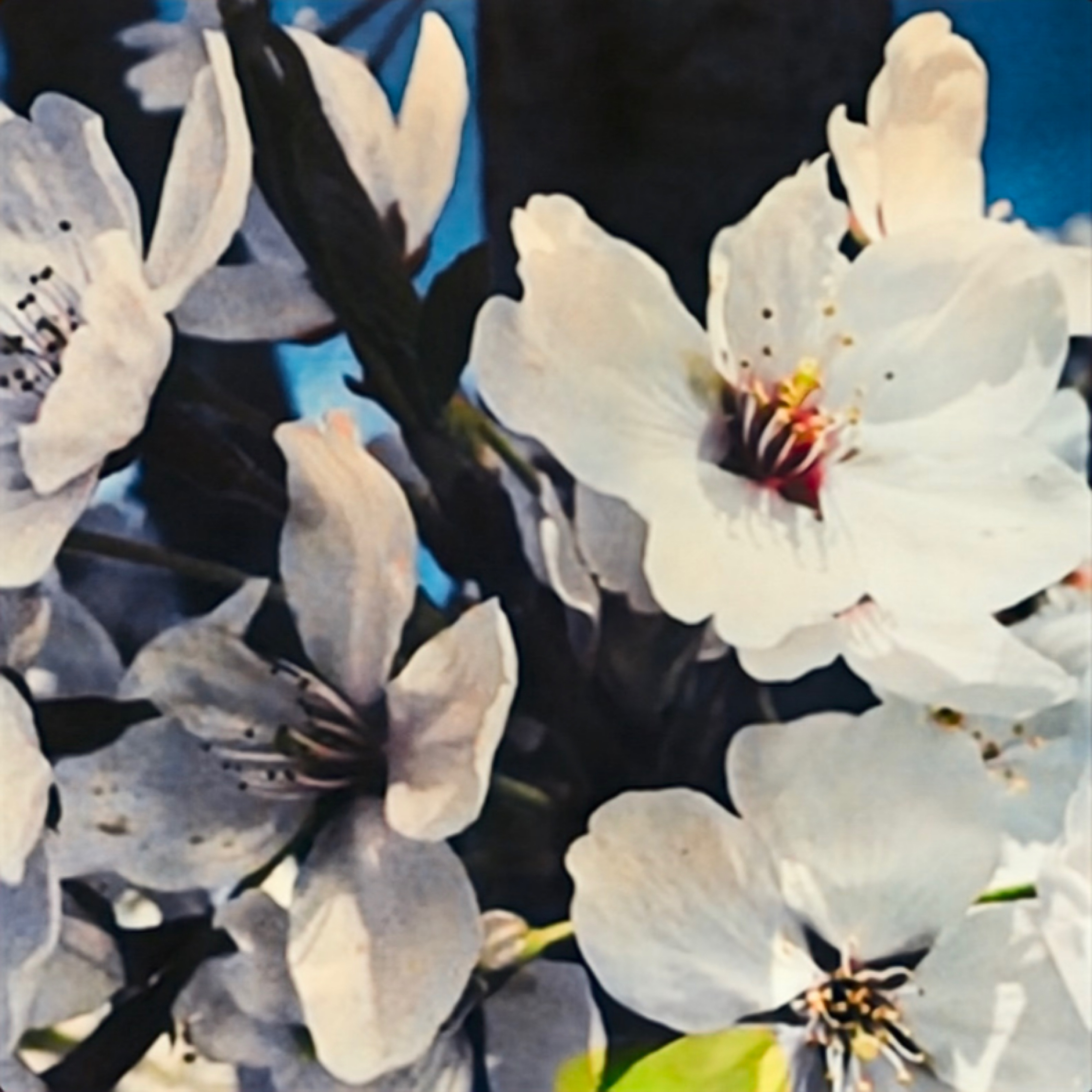 ivory blossoms artwork