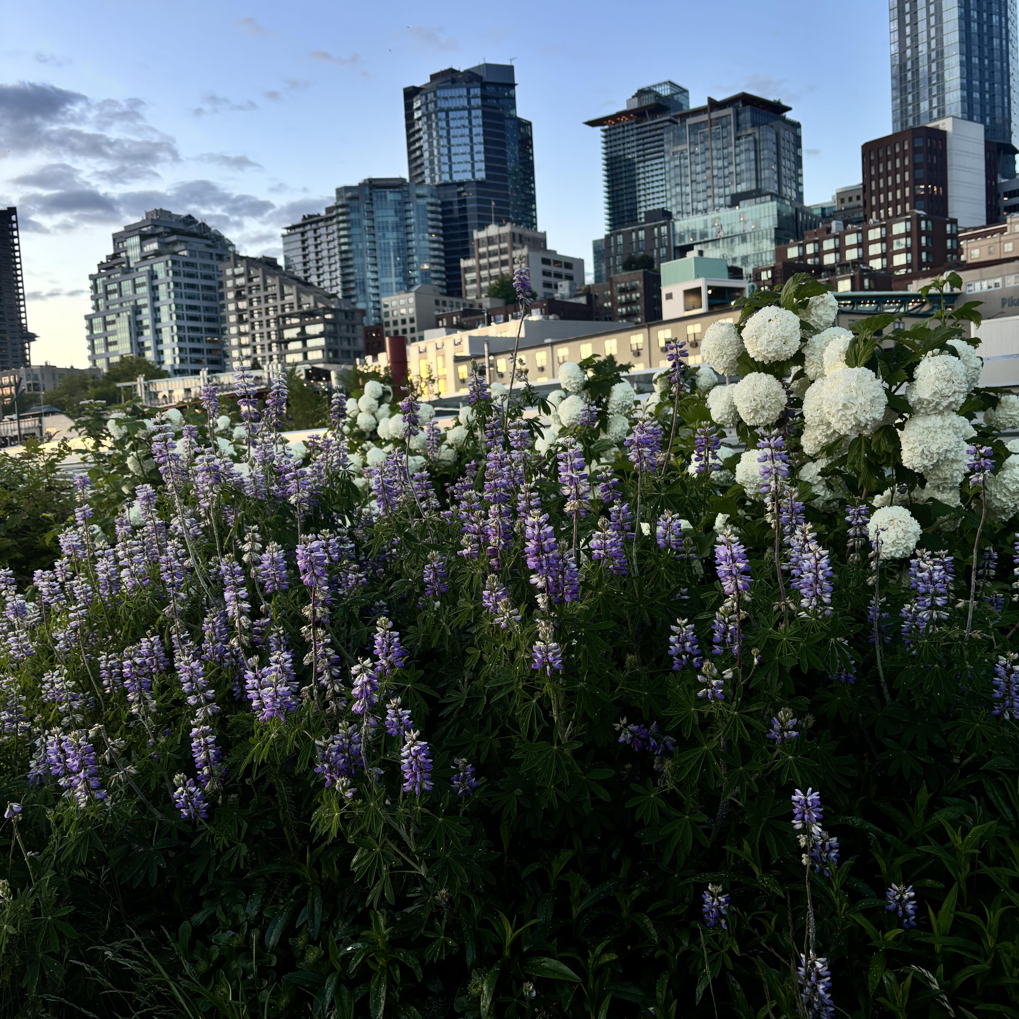 Hollows Prophecy ✠ artwork