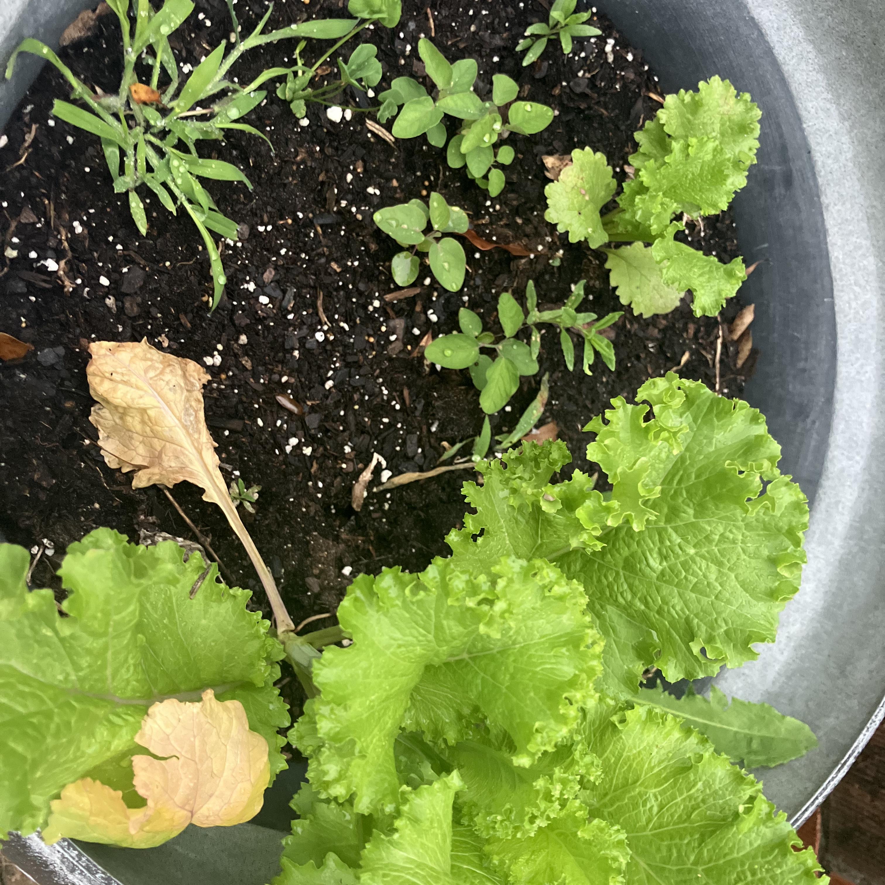 CARIBBEAN TINGS JĀH artwork