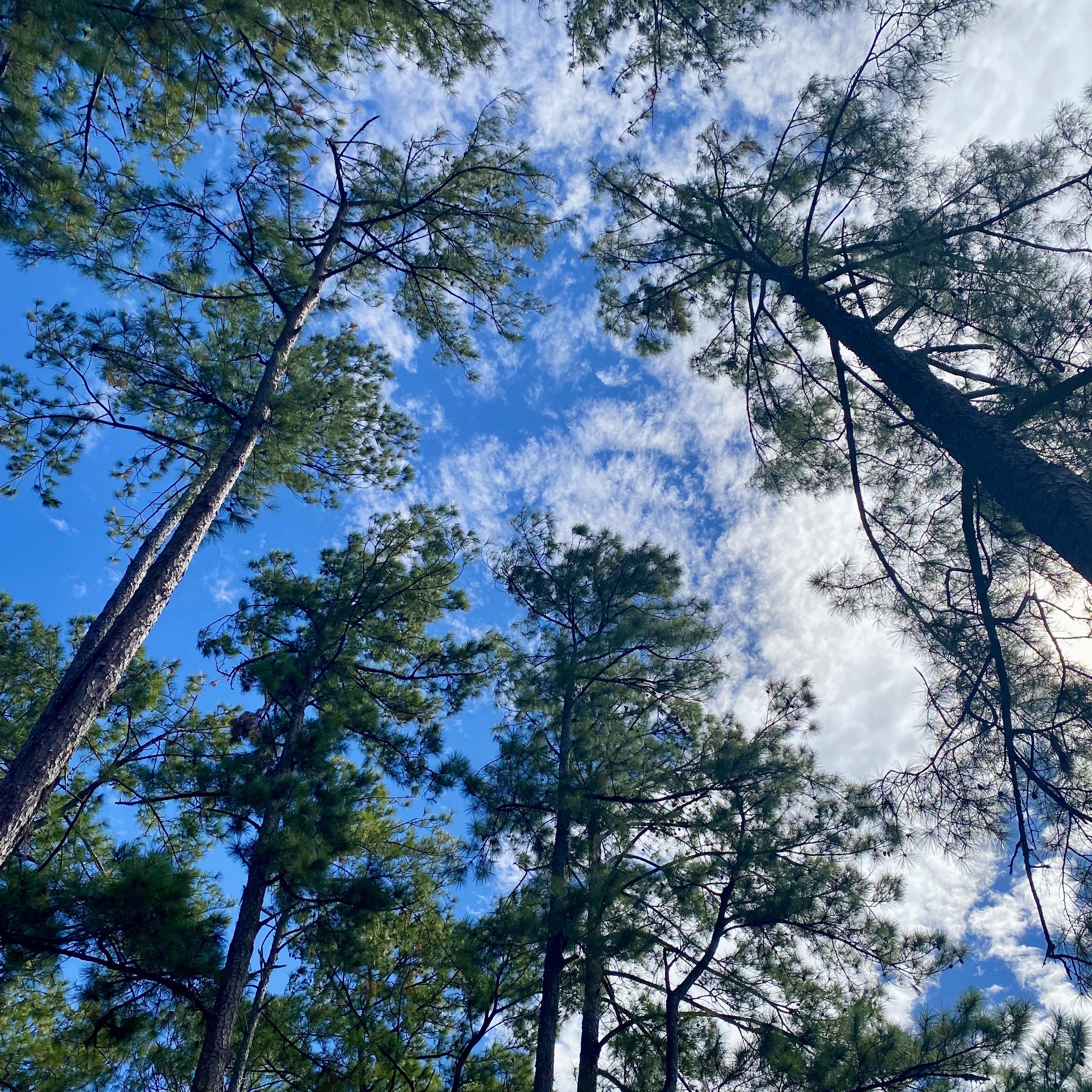 See The Light artwork