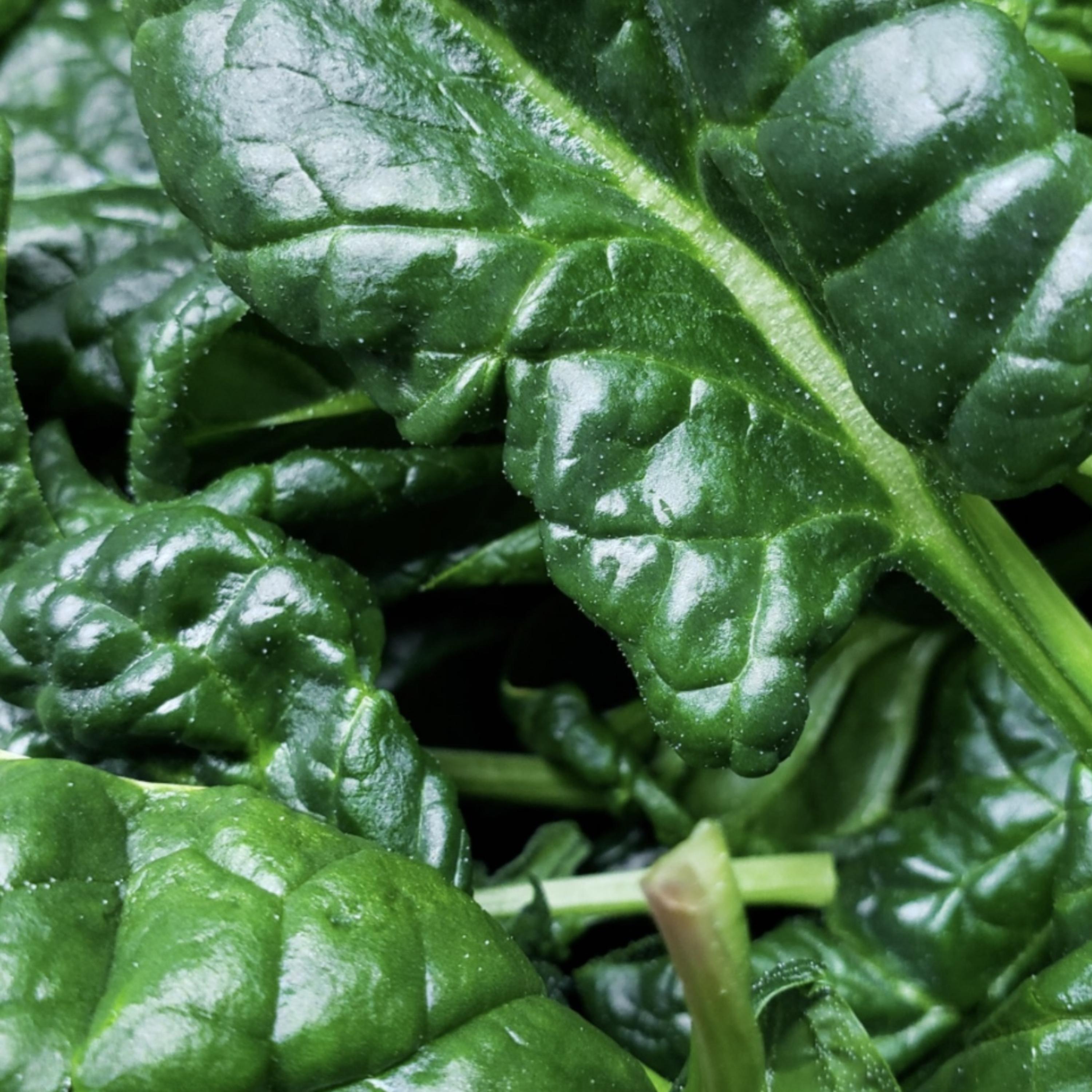 Spinach! artwork