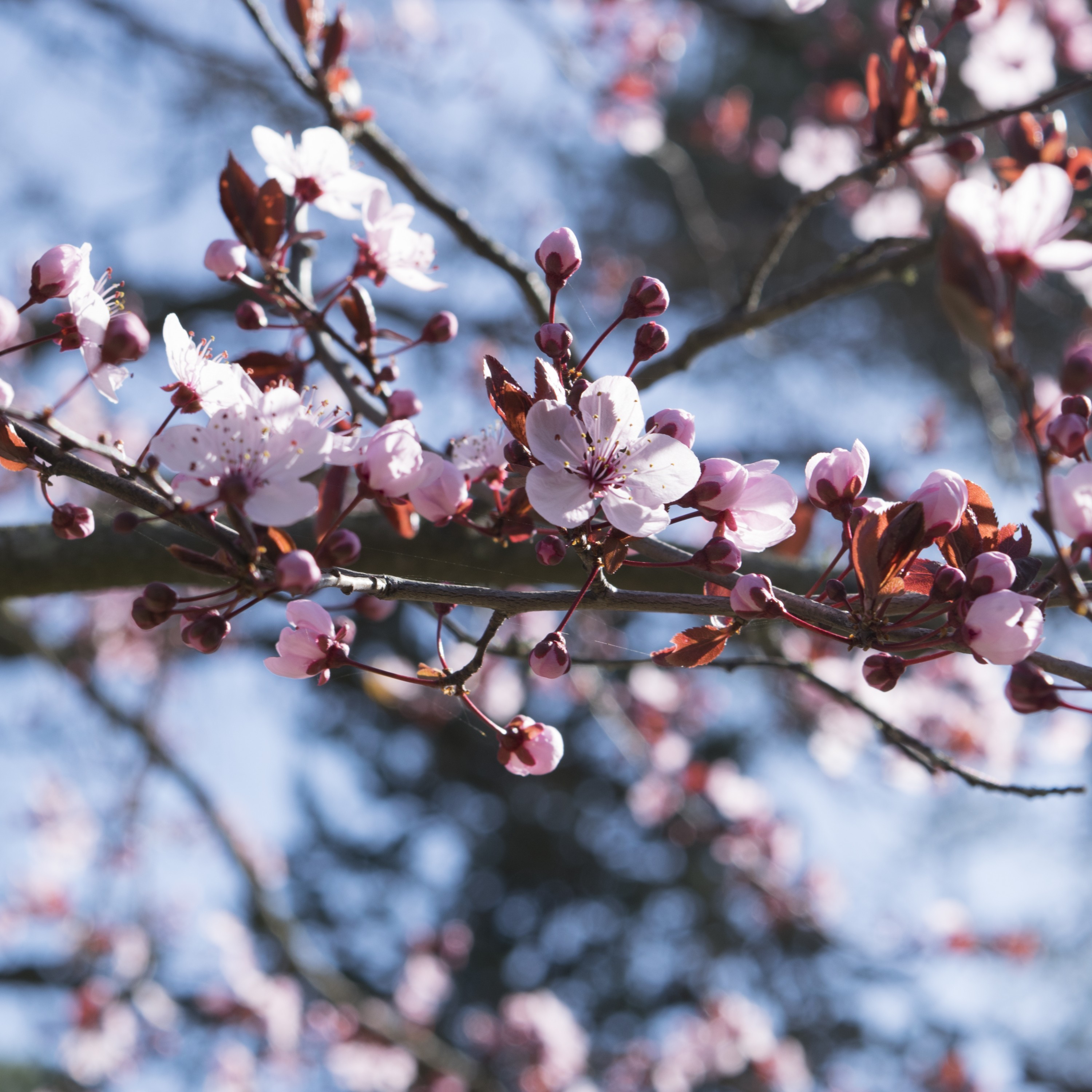 Cherry Blossom artwork