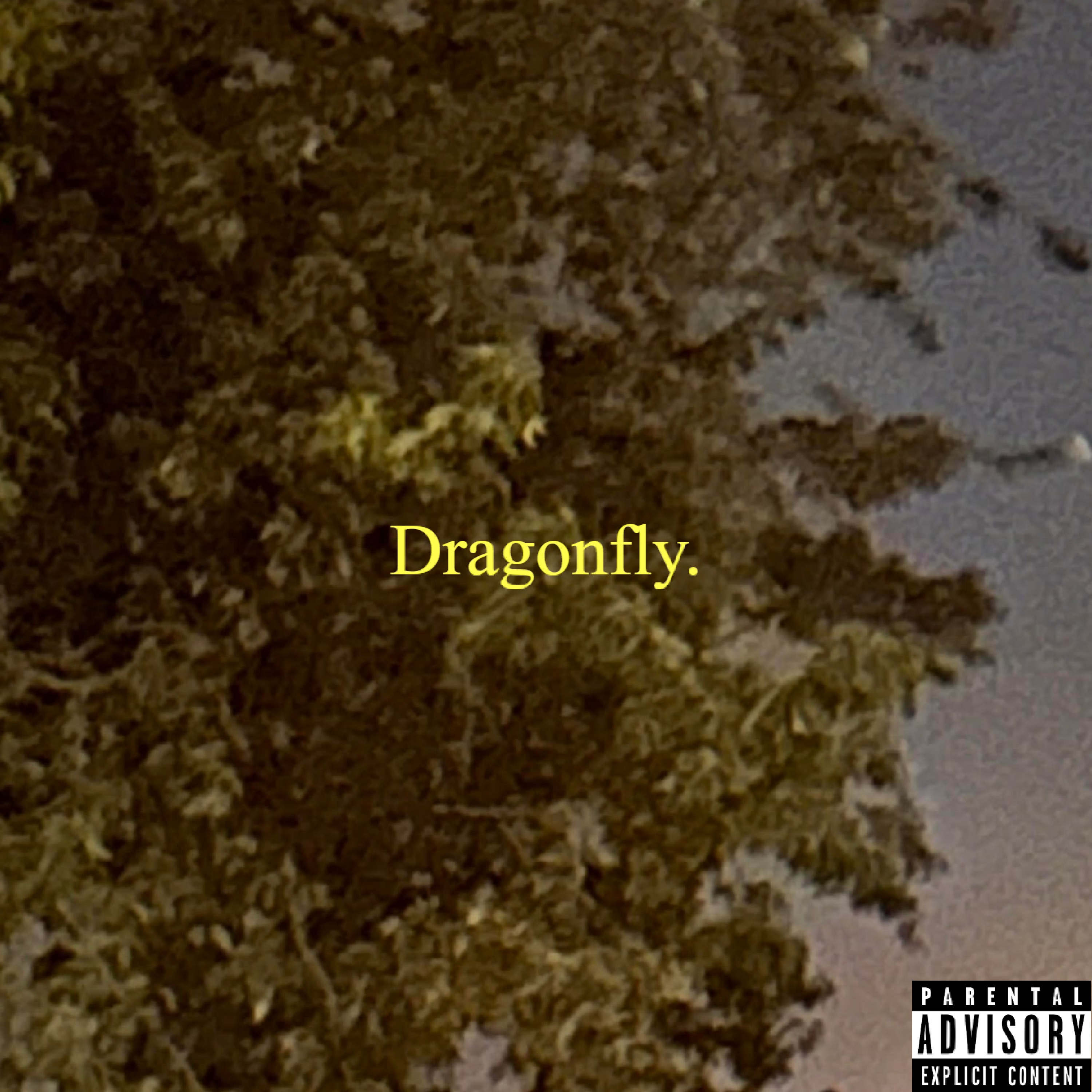 Dragonfly artwork