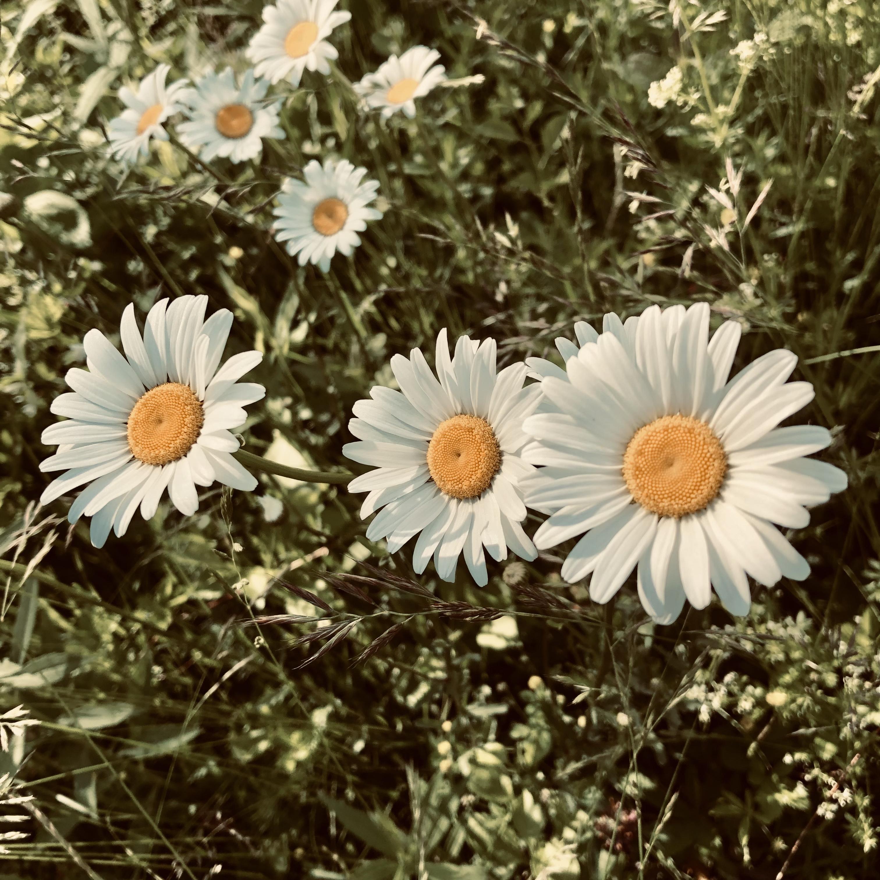 Silent Circus artwork