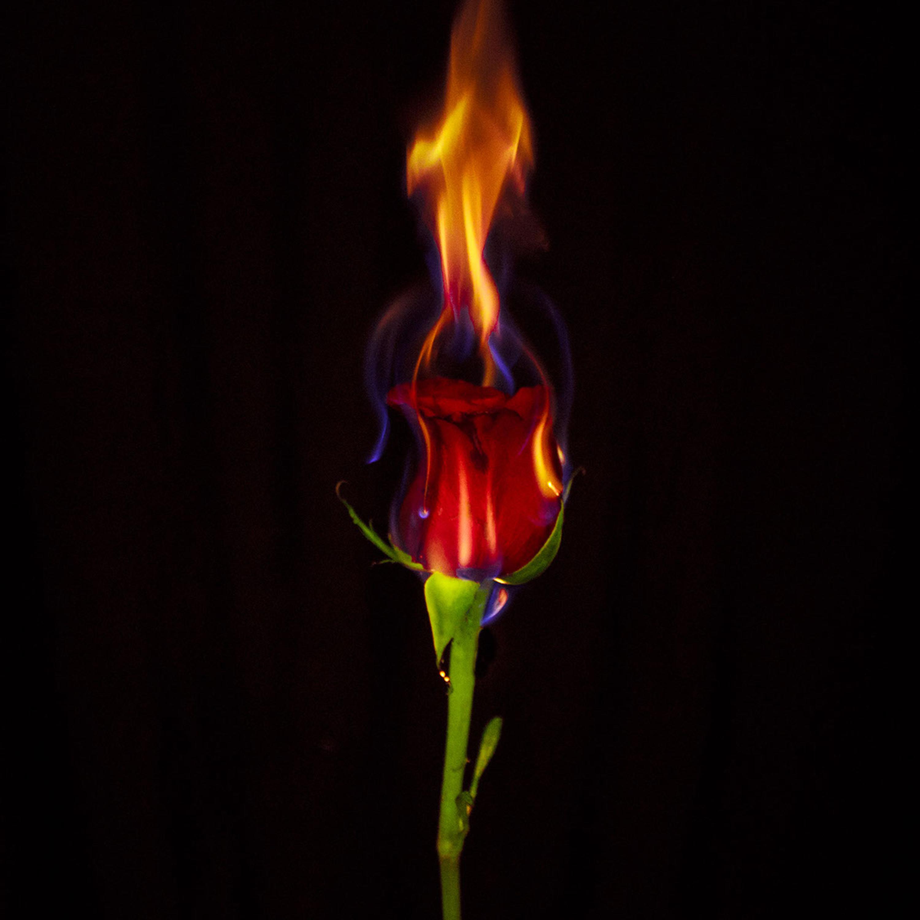 No Love (Freestyle) artwork