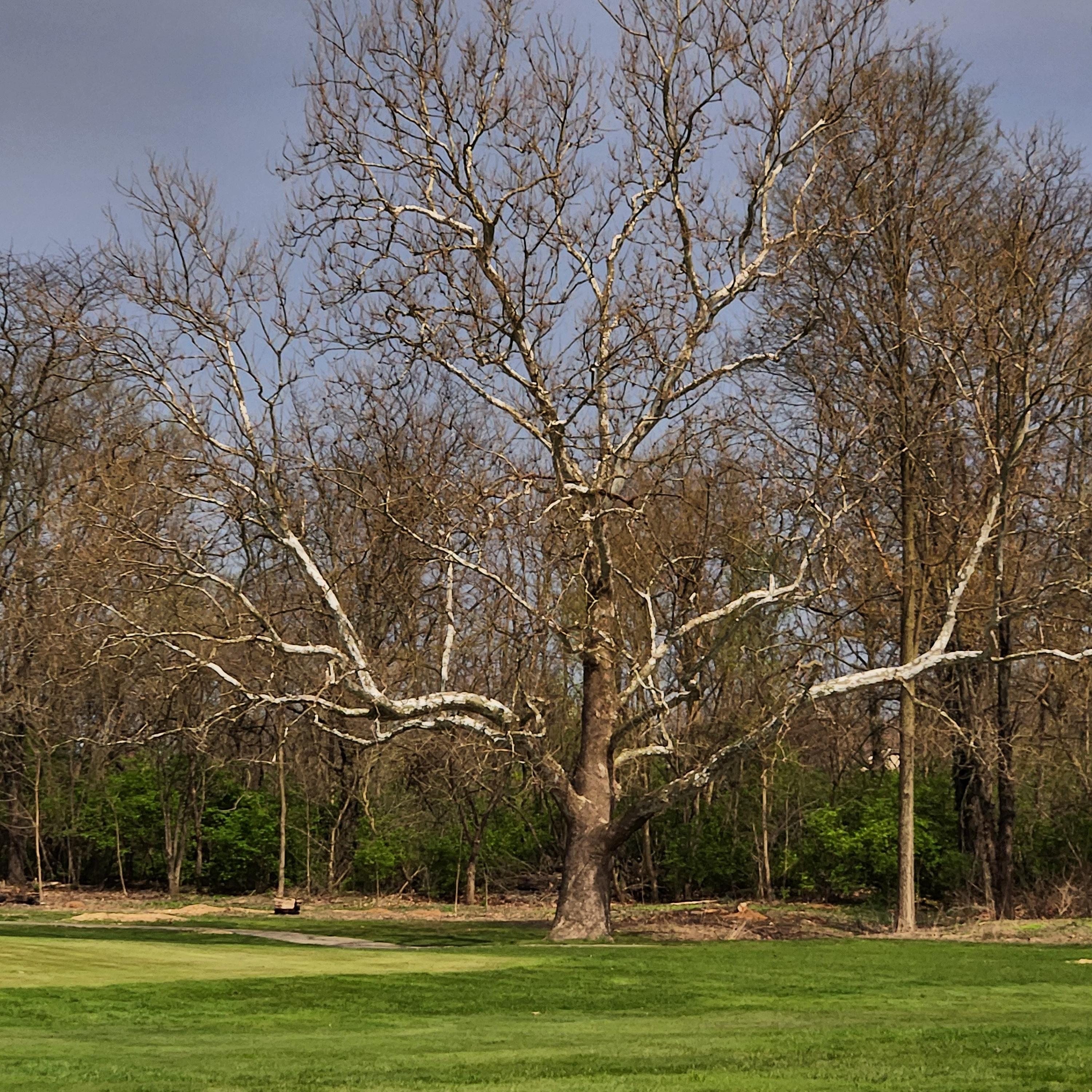 complementary artwork