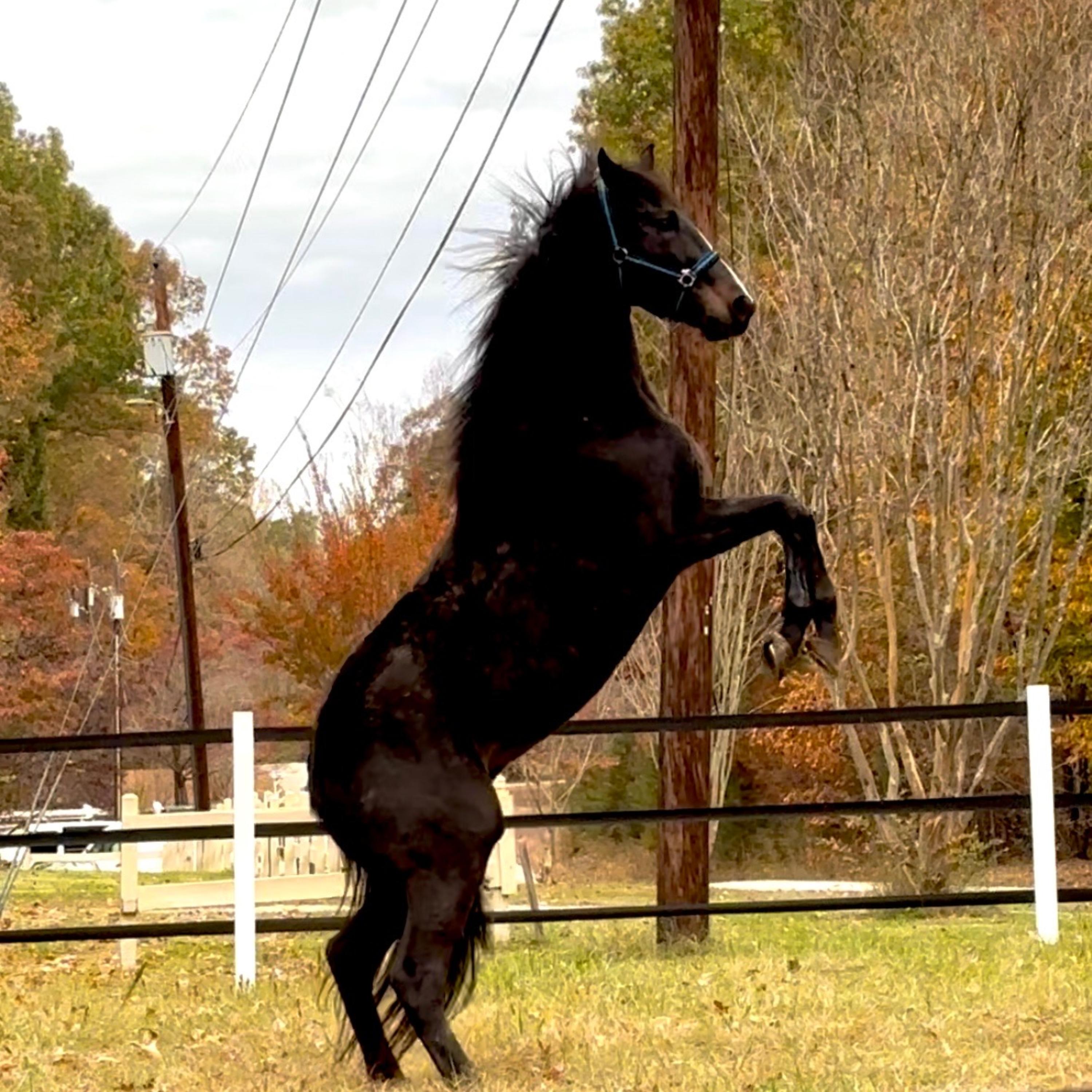 The Thoroughbred’s Lippizzan Adventure artwork